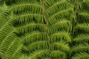 ostrich fern fern leaves carved plant green 4k 1541113479