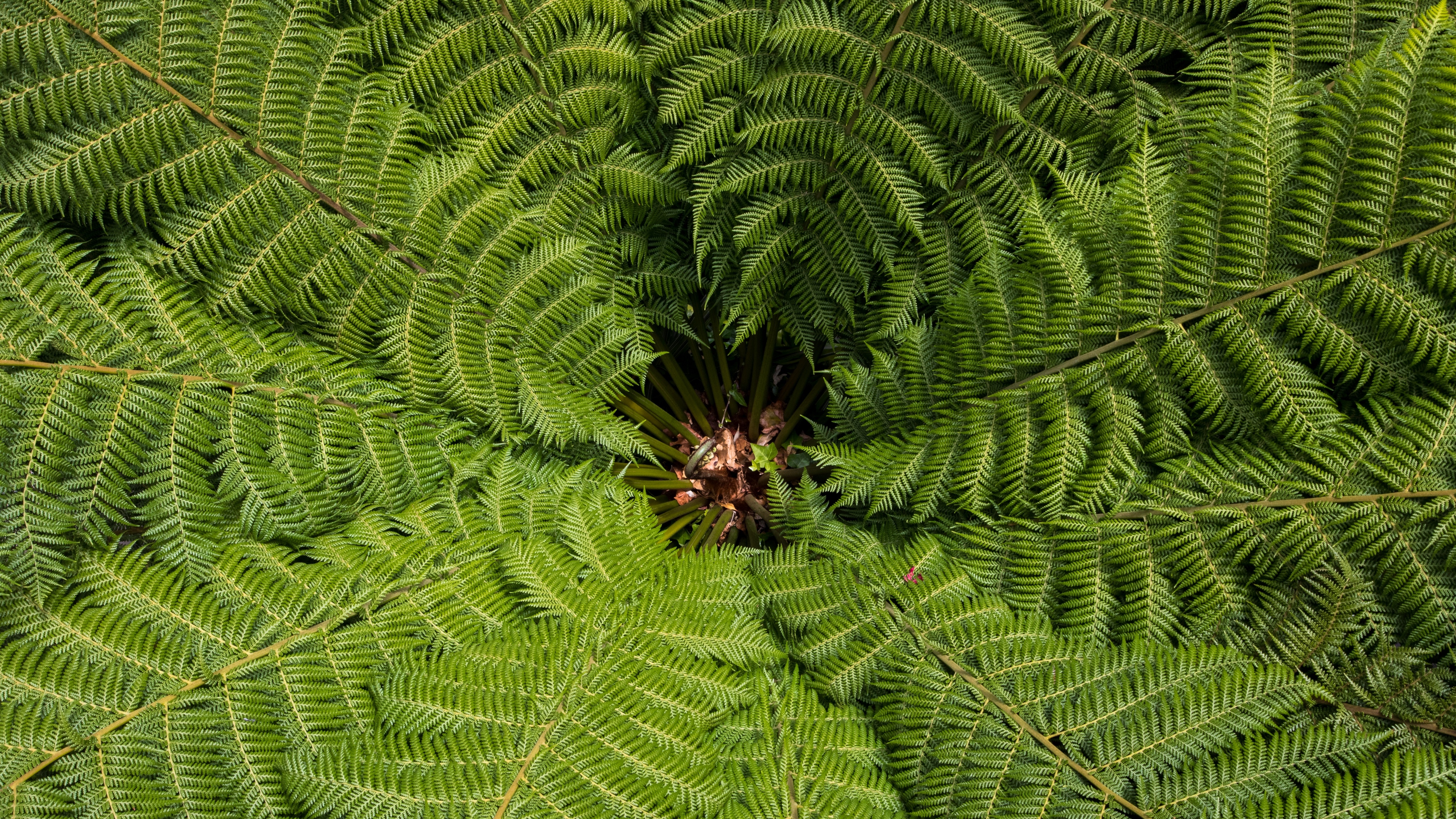 ostrich fern fern leaves carved plant green vegetation 4k 1541117196