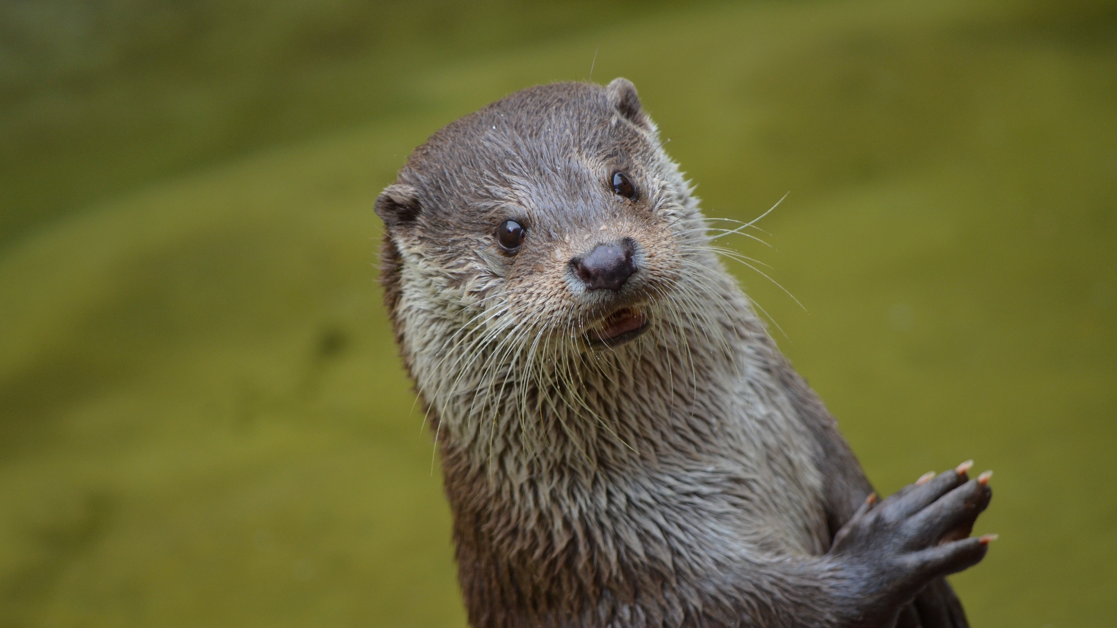 otter look beast 4k 1542242405