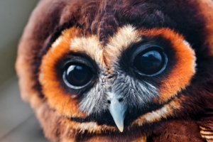 owl baby muzzle eyes feathers 4k 1542242557