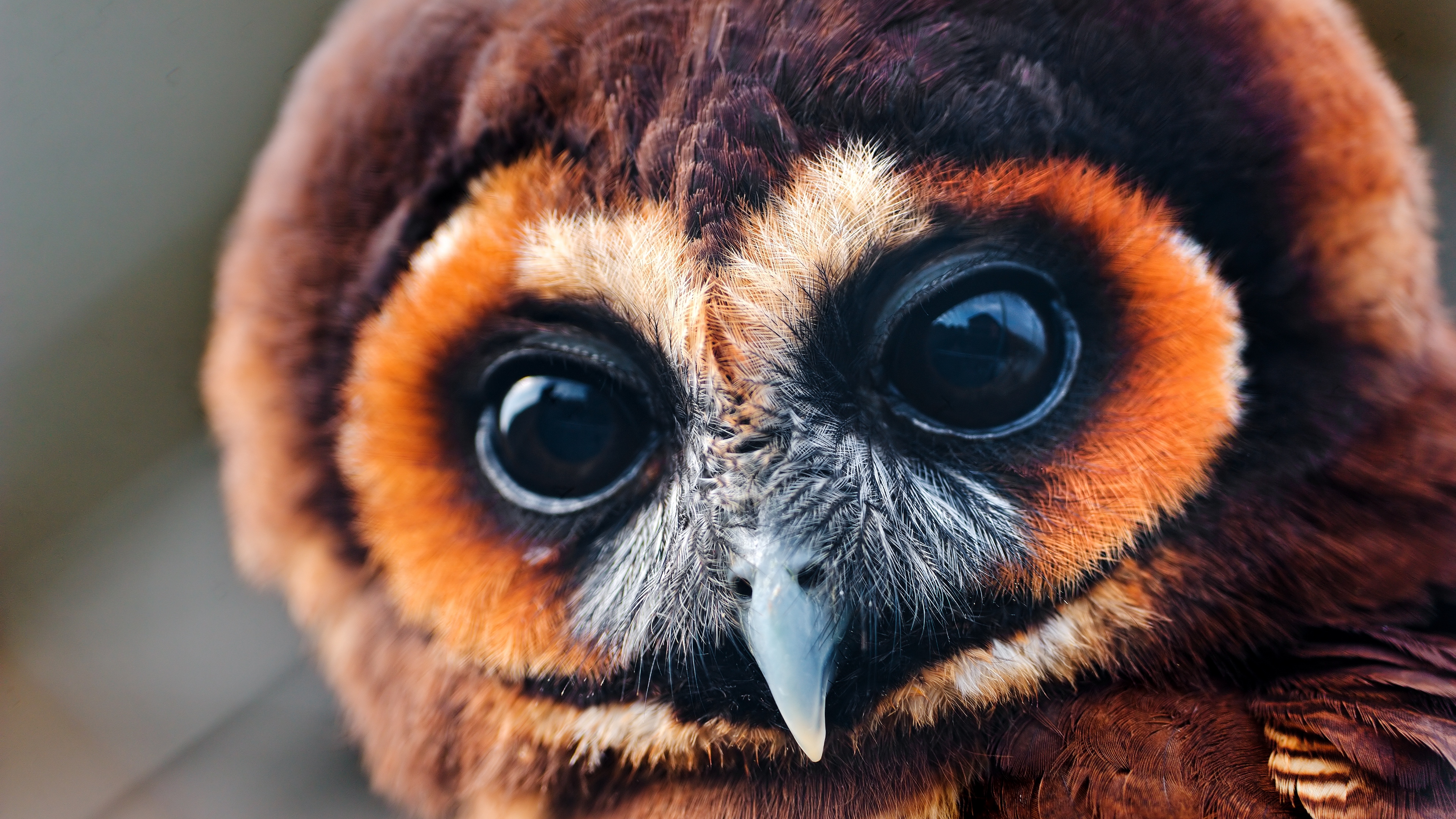 owl baby muzzle eyes feathers 4k 1542242557