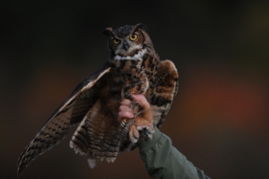 owl bird predator 4k 1542242452