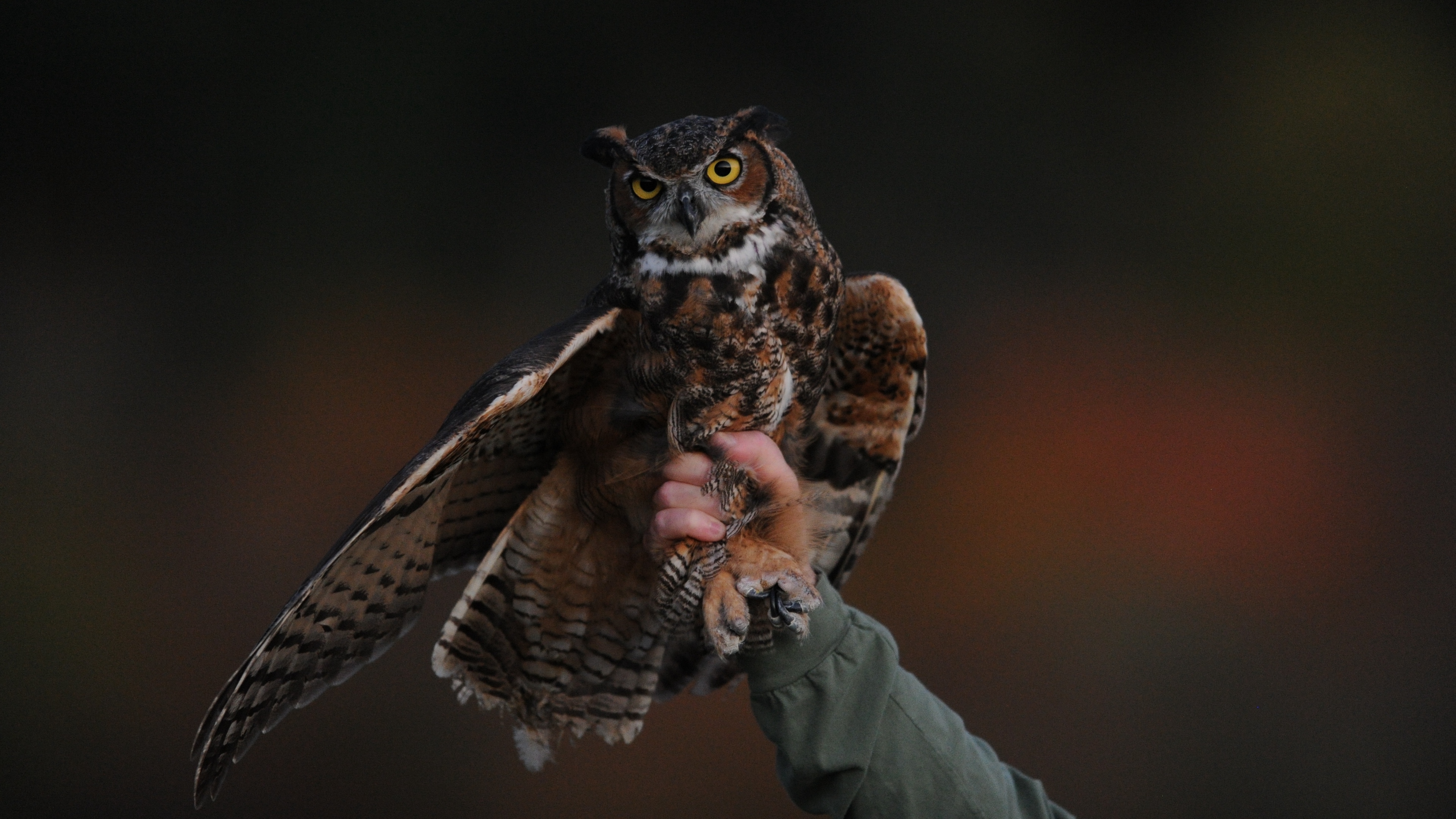 owl bird predator 4k 1542242452