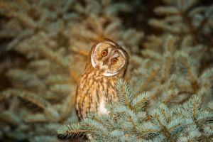 owl predator spruce night 4k 1542242890