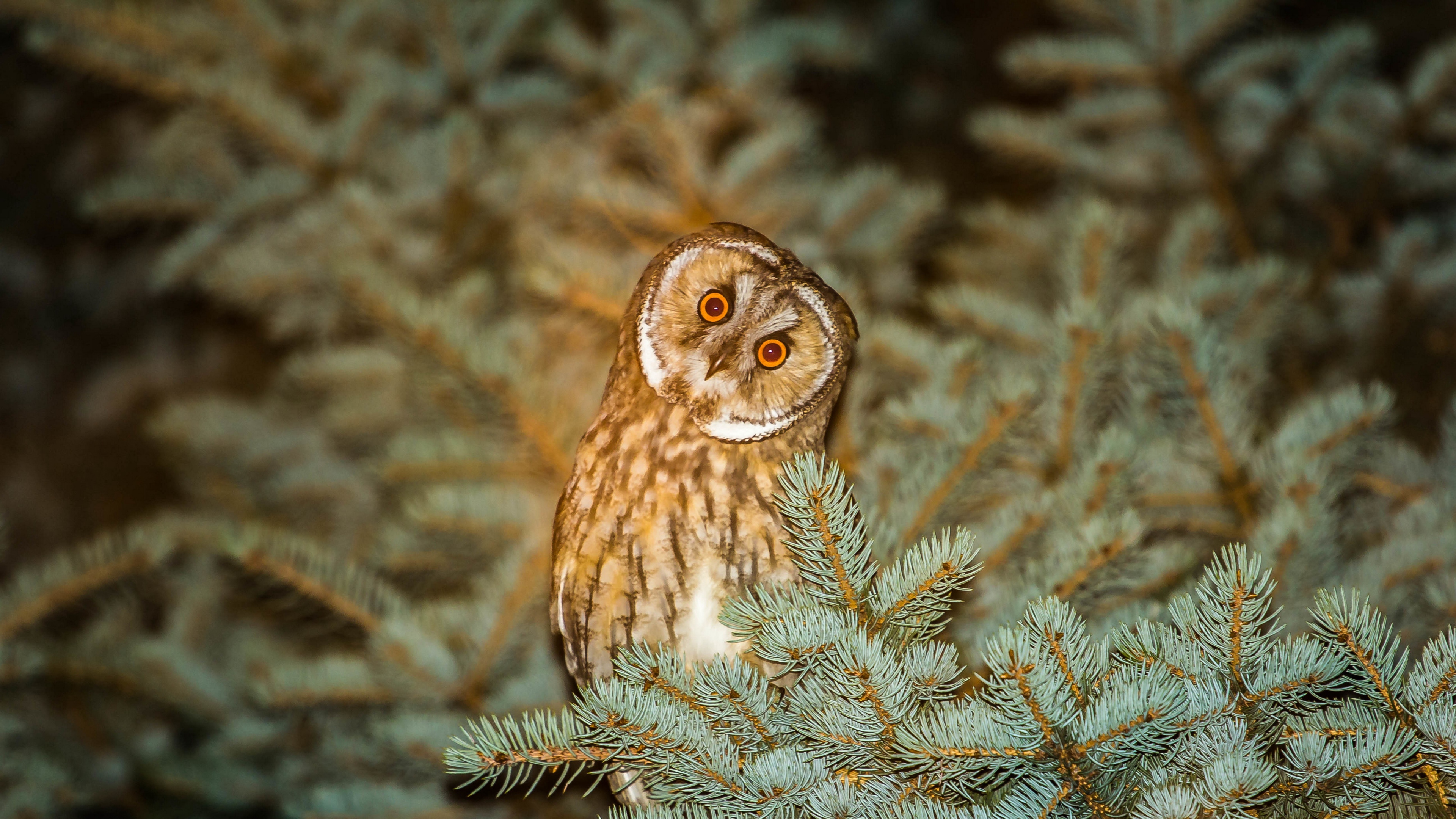 night owl 4k