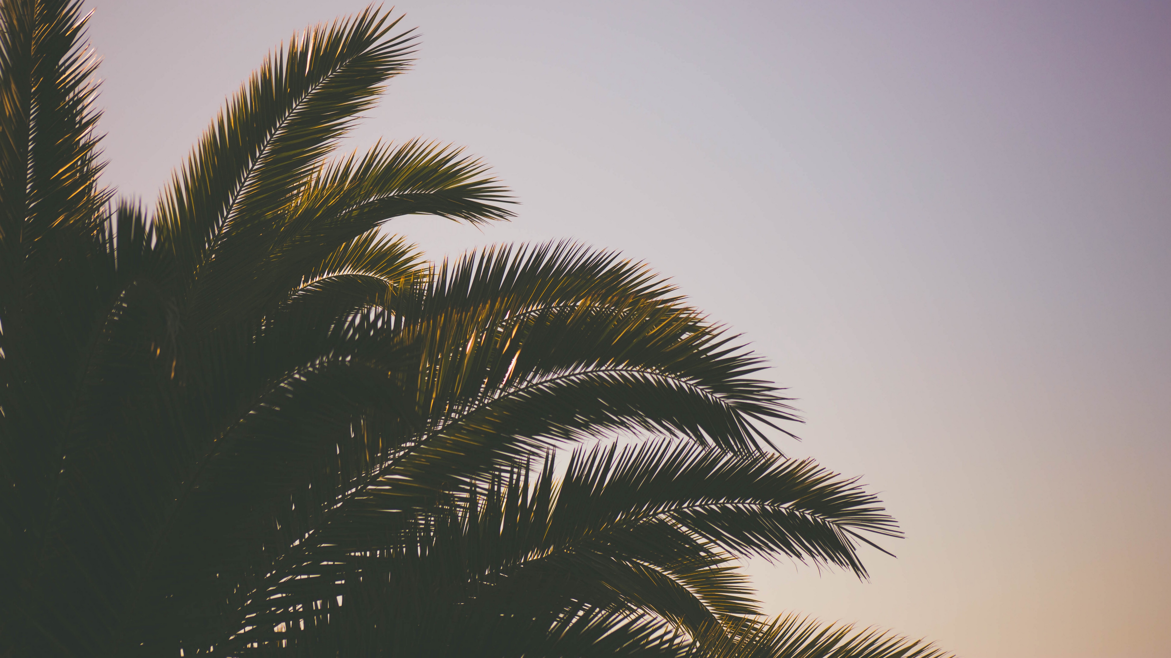 palm tree branches sky 4k 1541116421