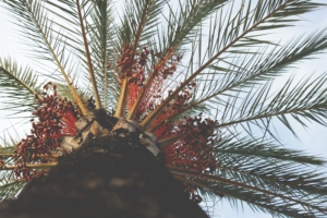 palm tree view from below tropical branches trunk 4k 1541115877