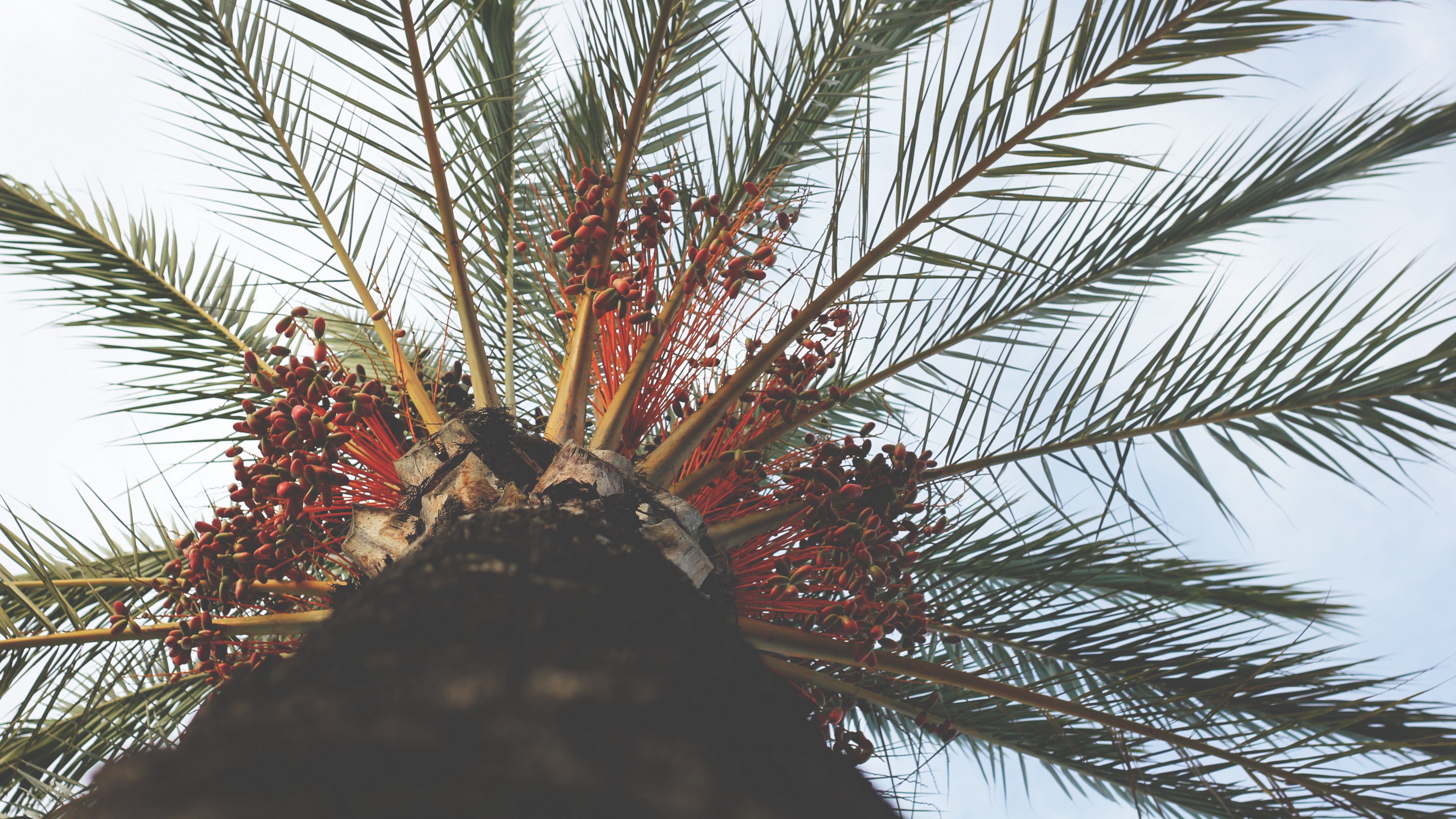 palm tree view from below tropical branches trunk 4k 1541115877