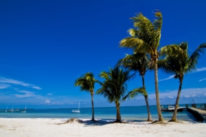 palm trees sand beach summer 4k 1541117561