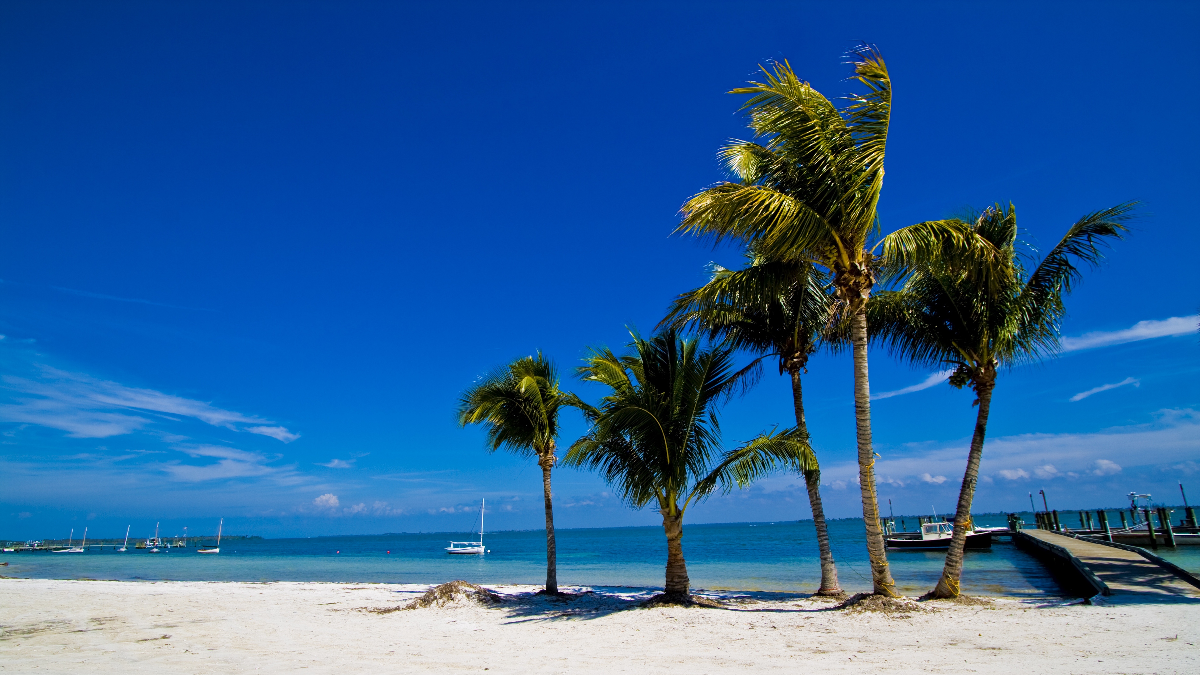 palm trees sand beach summer 4k 1541117561