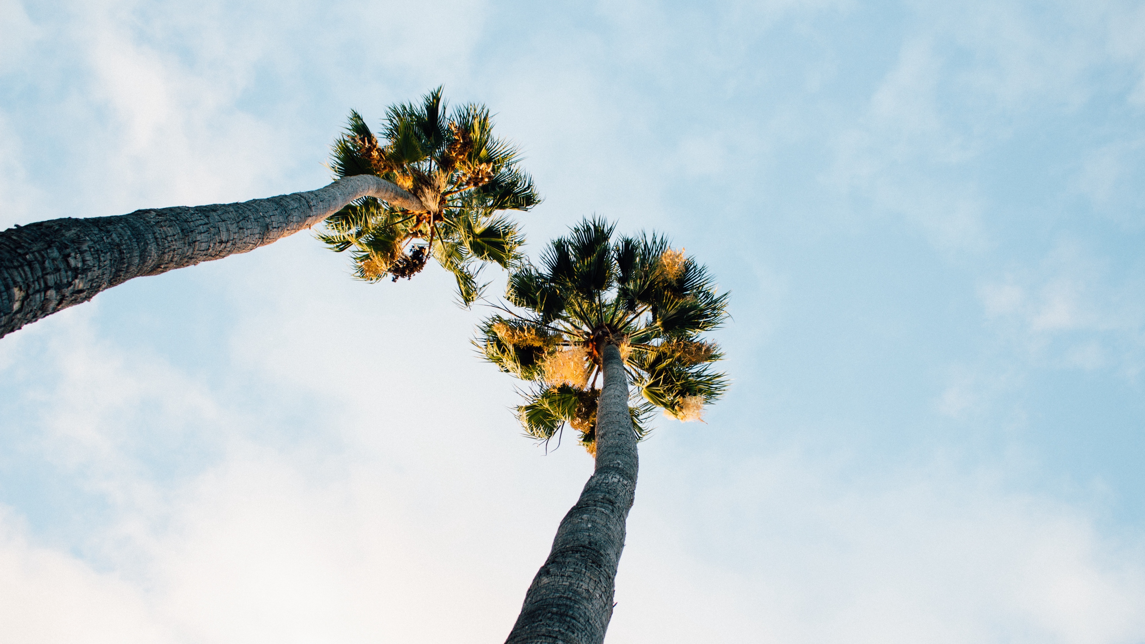 palm trees sky clouds 4k 1541117719