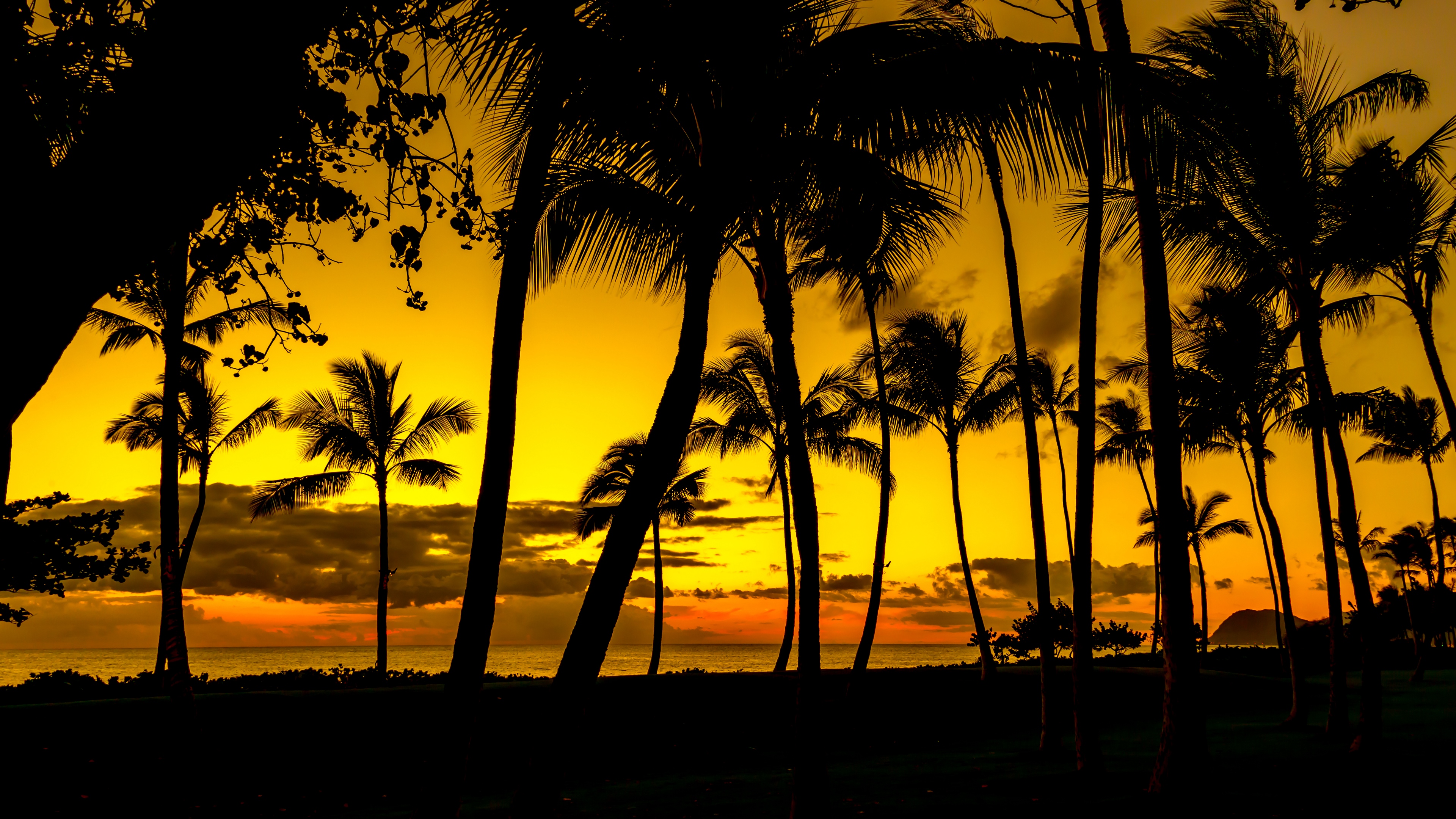 palms sunset tropics shore dark 4k 1541113697