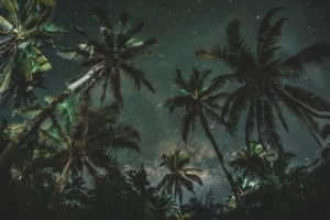 palms trees starry sky 4k 1541114100