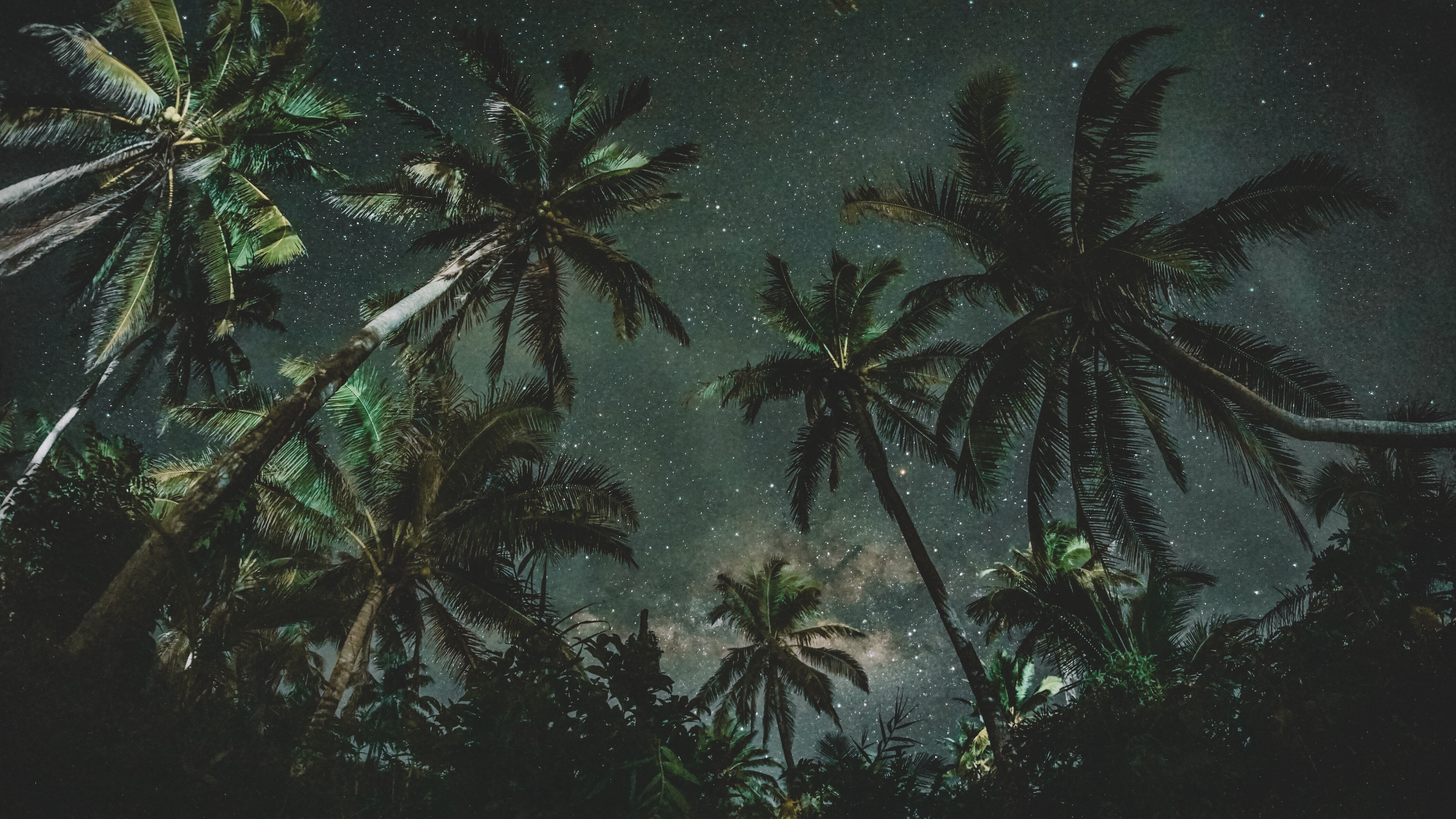 palms trees starry sky 4k 1541114100