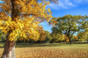 park autumn trees foliage 4k 1541114006