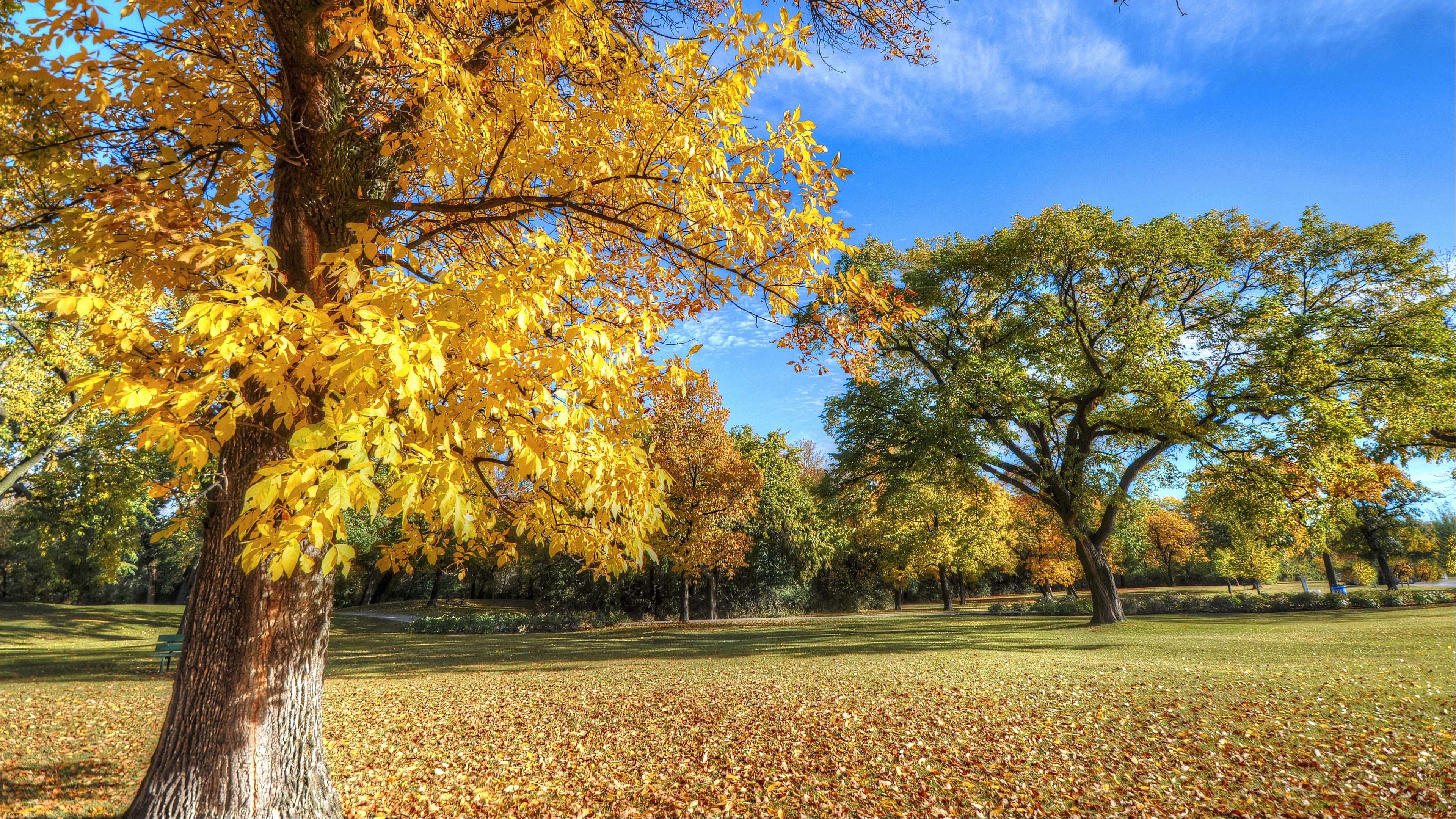 park autumn trees foliage 4k 1541114006