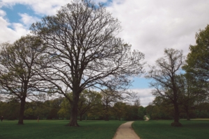 park path trees garden 4k 1541113463