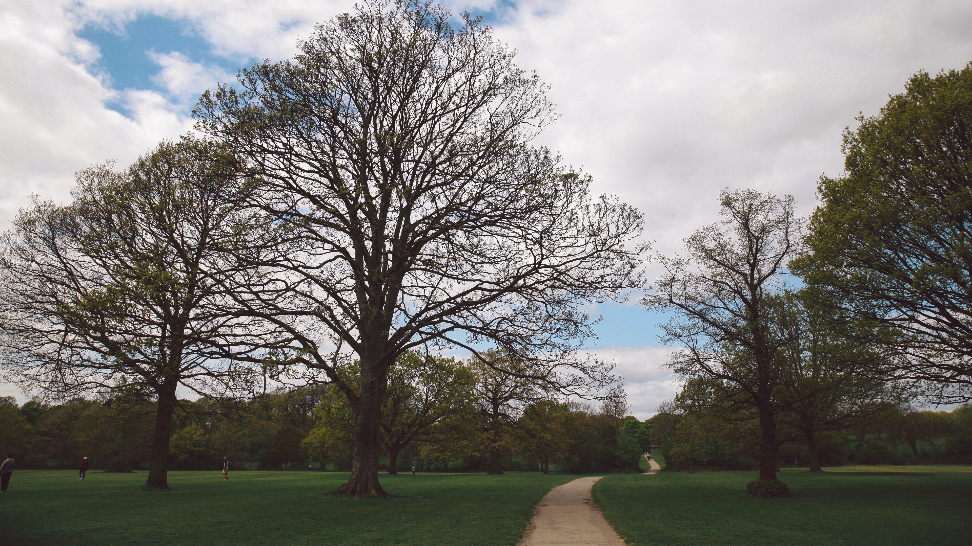 park path trees garden 4k 1541113463