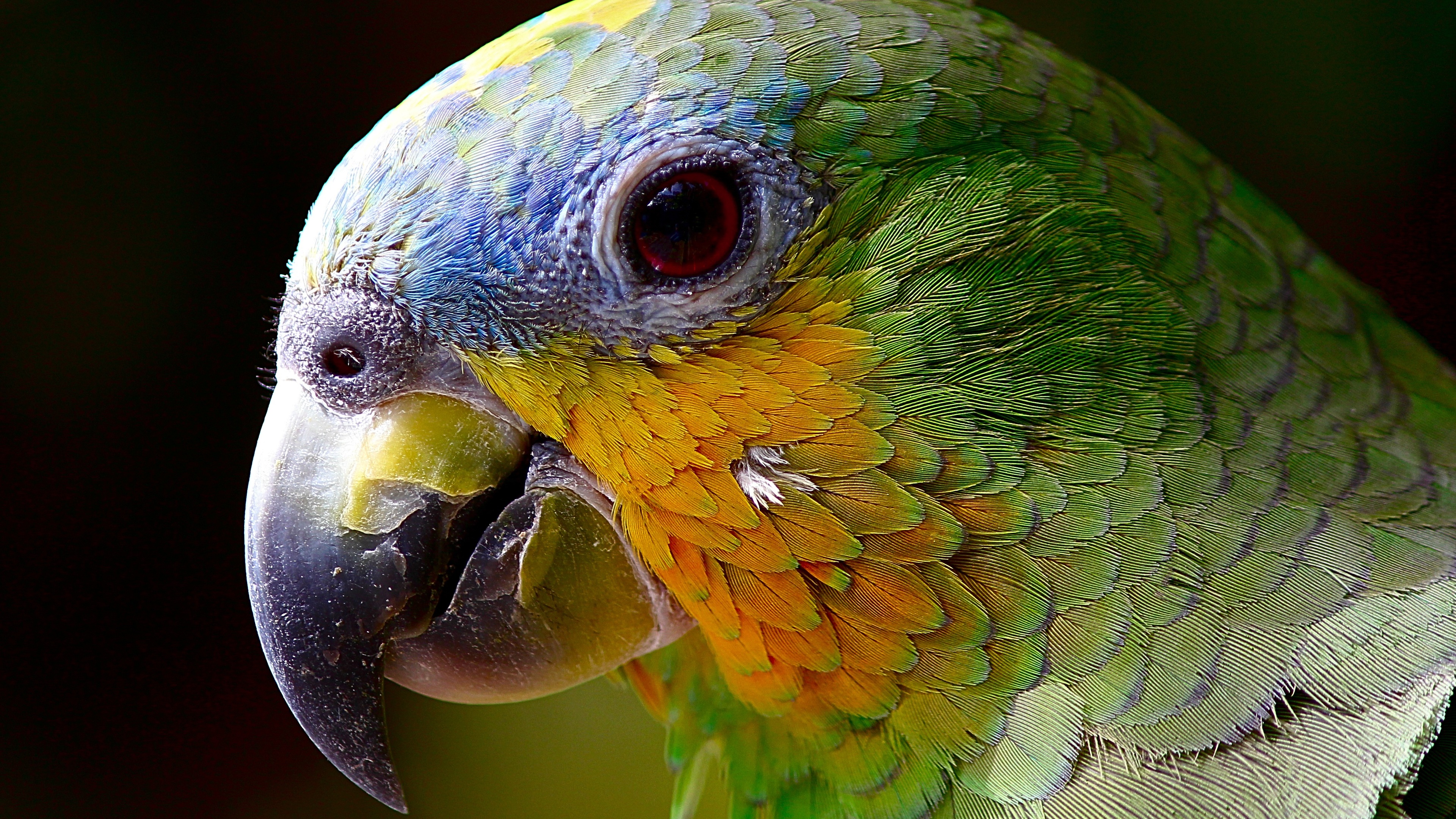 parrot colorful 4k 1542238400