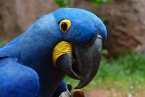 parrot macaw bird beak 4k 1542242244