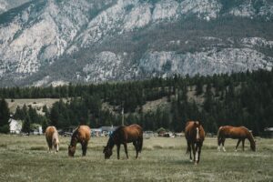 pasture horses mountains 4k 1542242355