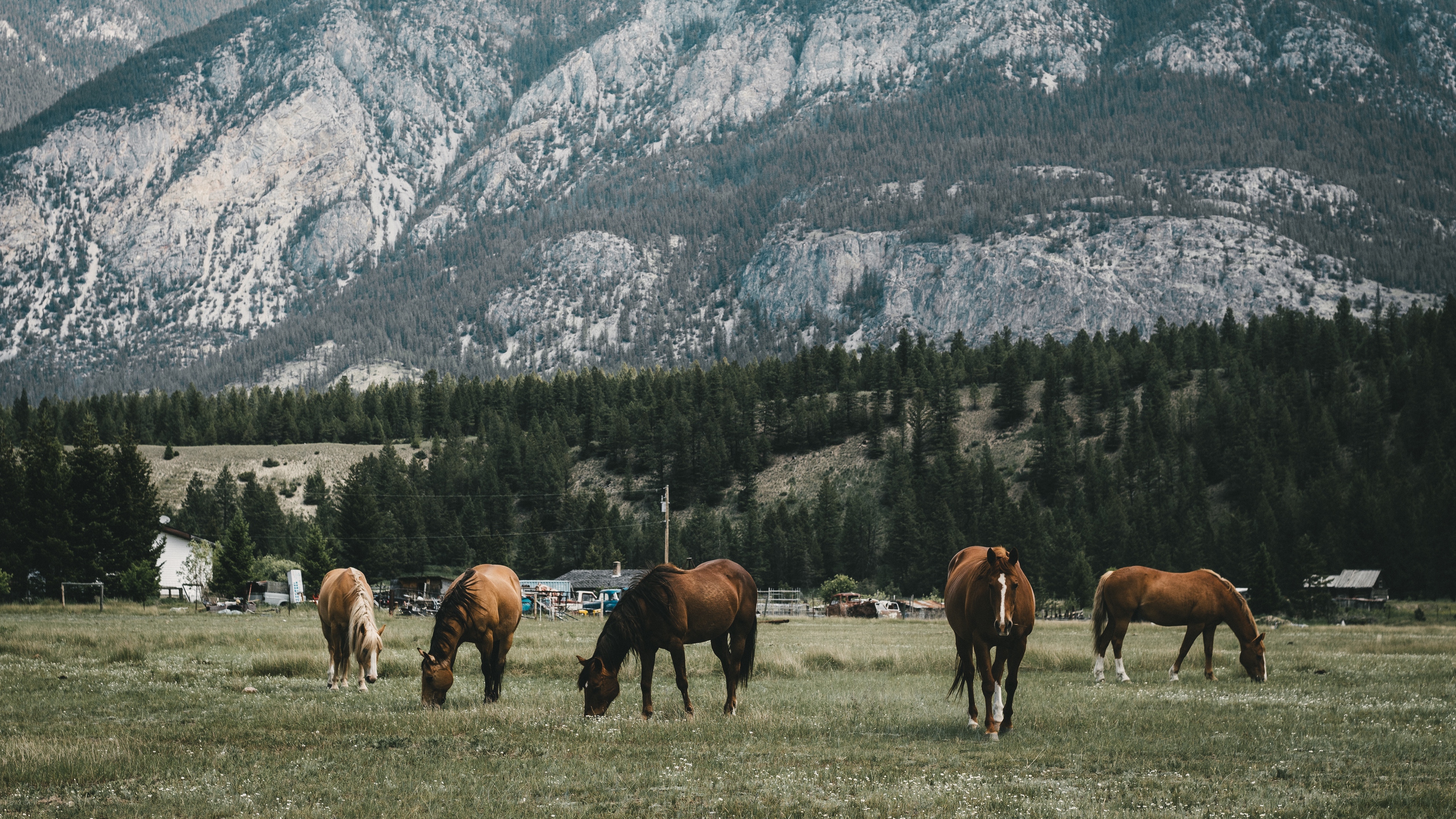 pasture horses mountains 4k 1542242355