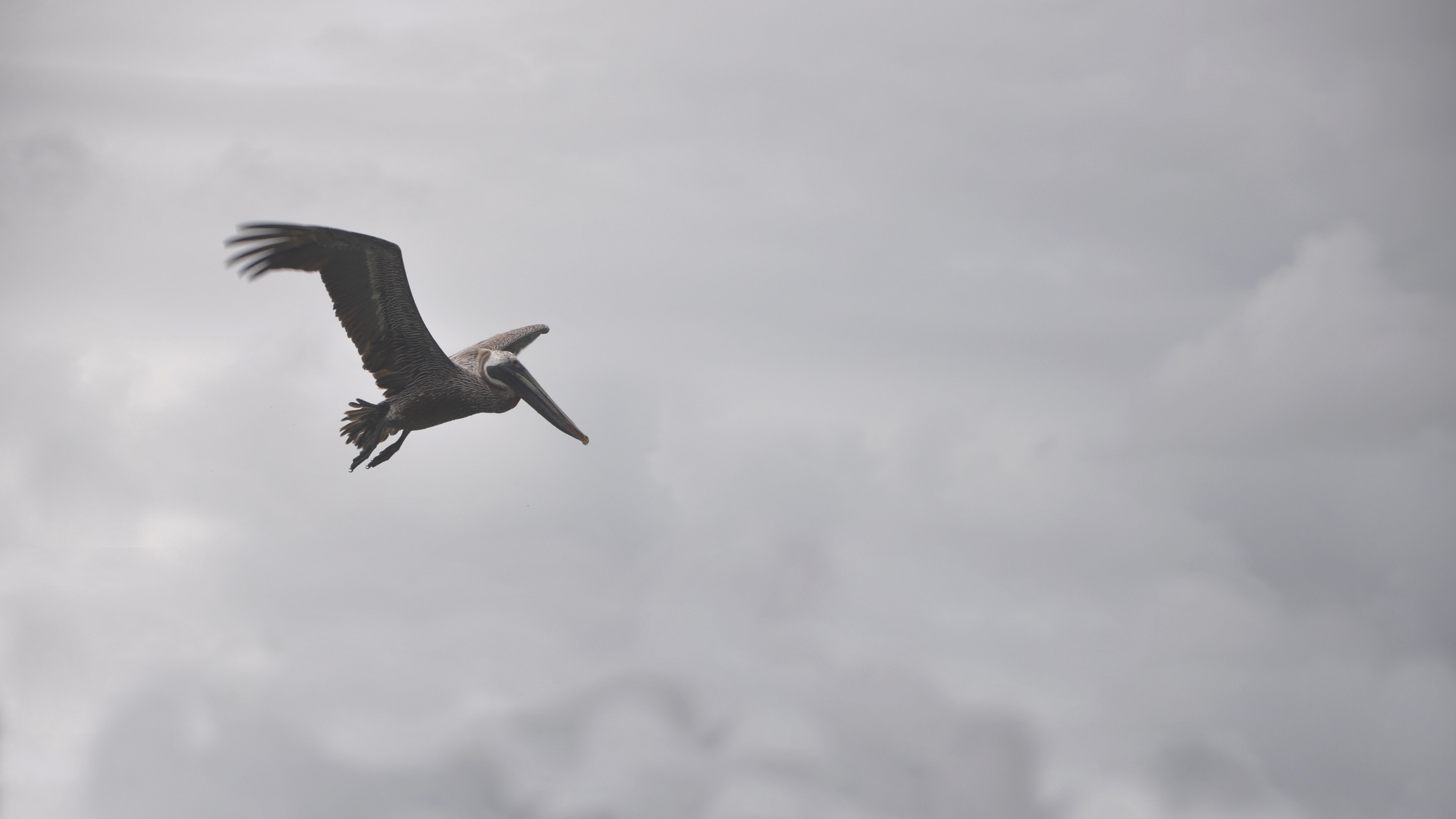 pelican bird flight clouds 4k 1542242925