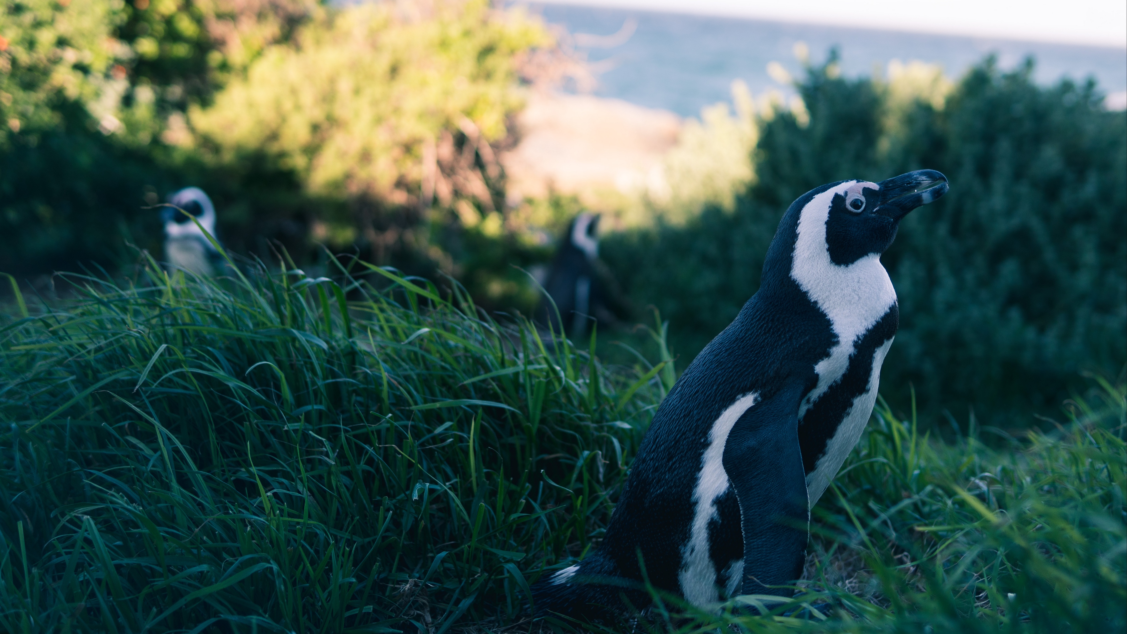 penguin grass sky blur 4k 1542241512