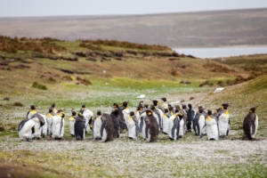 penguins flock grass shore 4k 1542243058