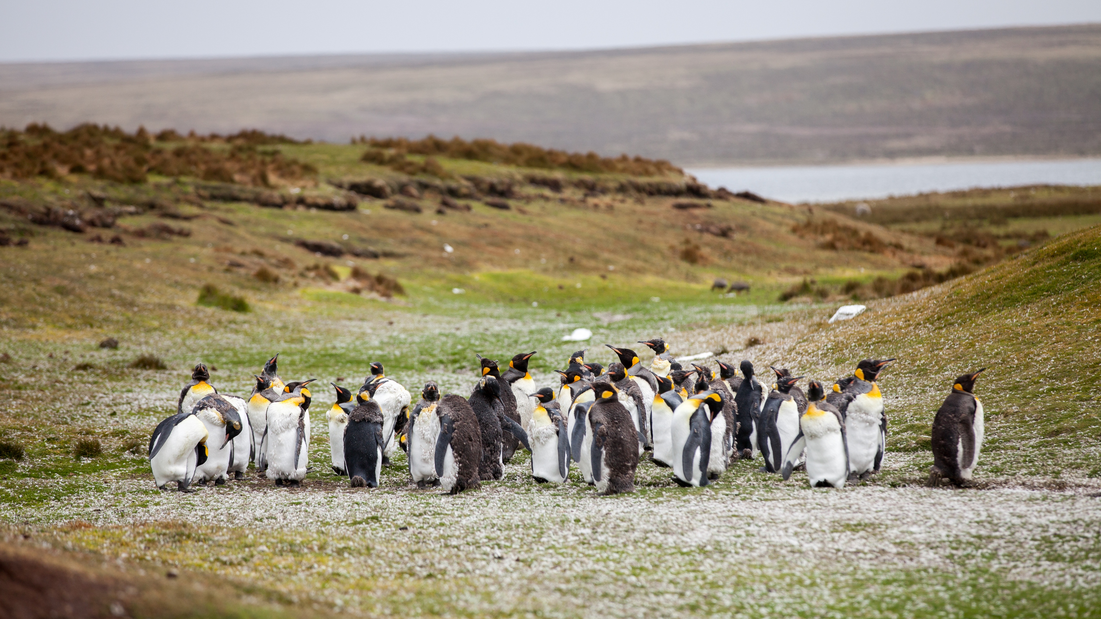 penguins flock grass shore 4k 1542243058