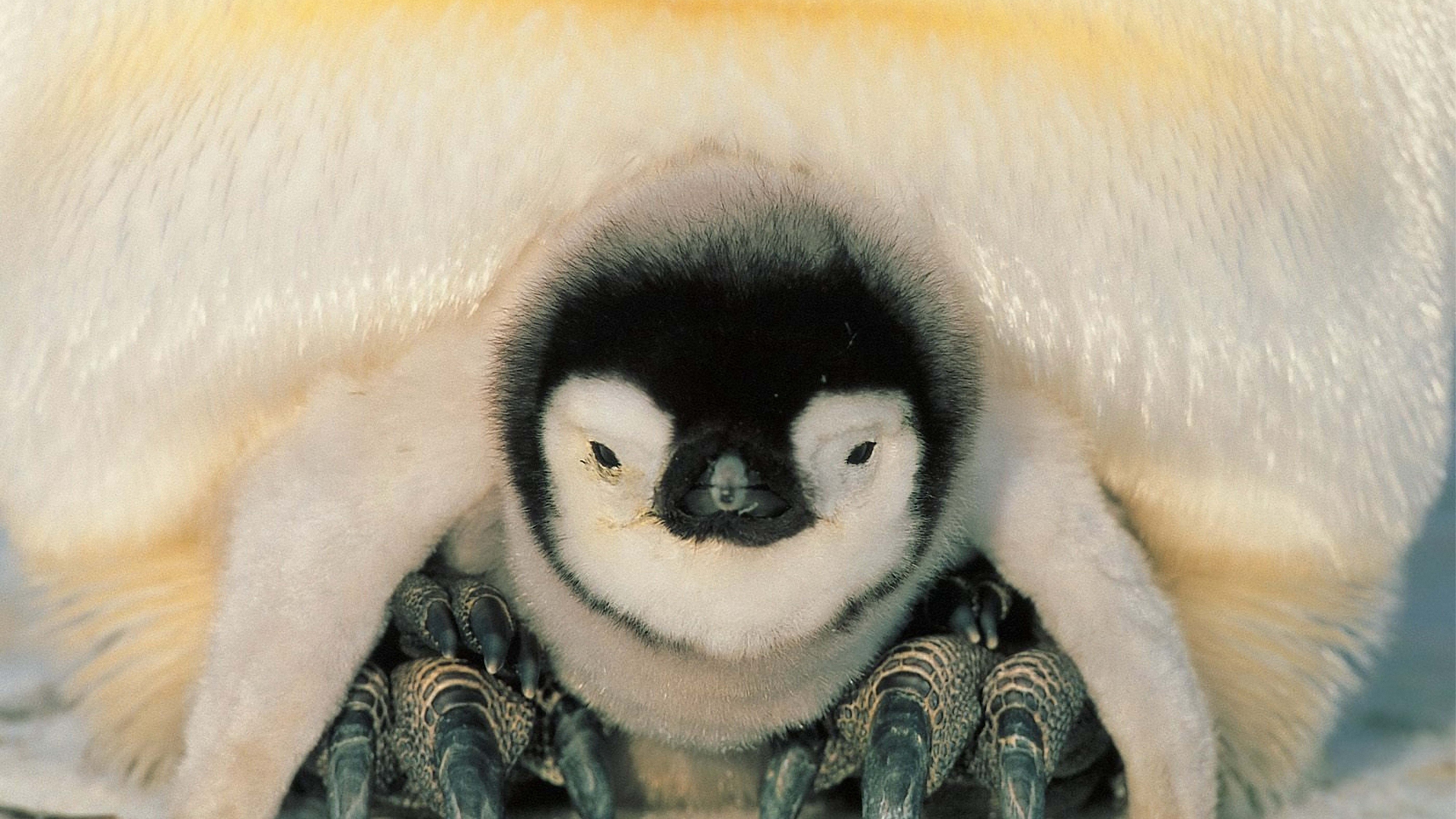 penguins north penguin chick 4k 1542241620