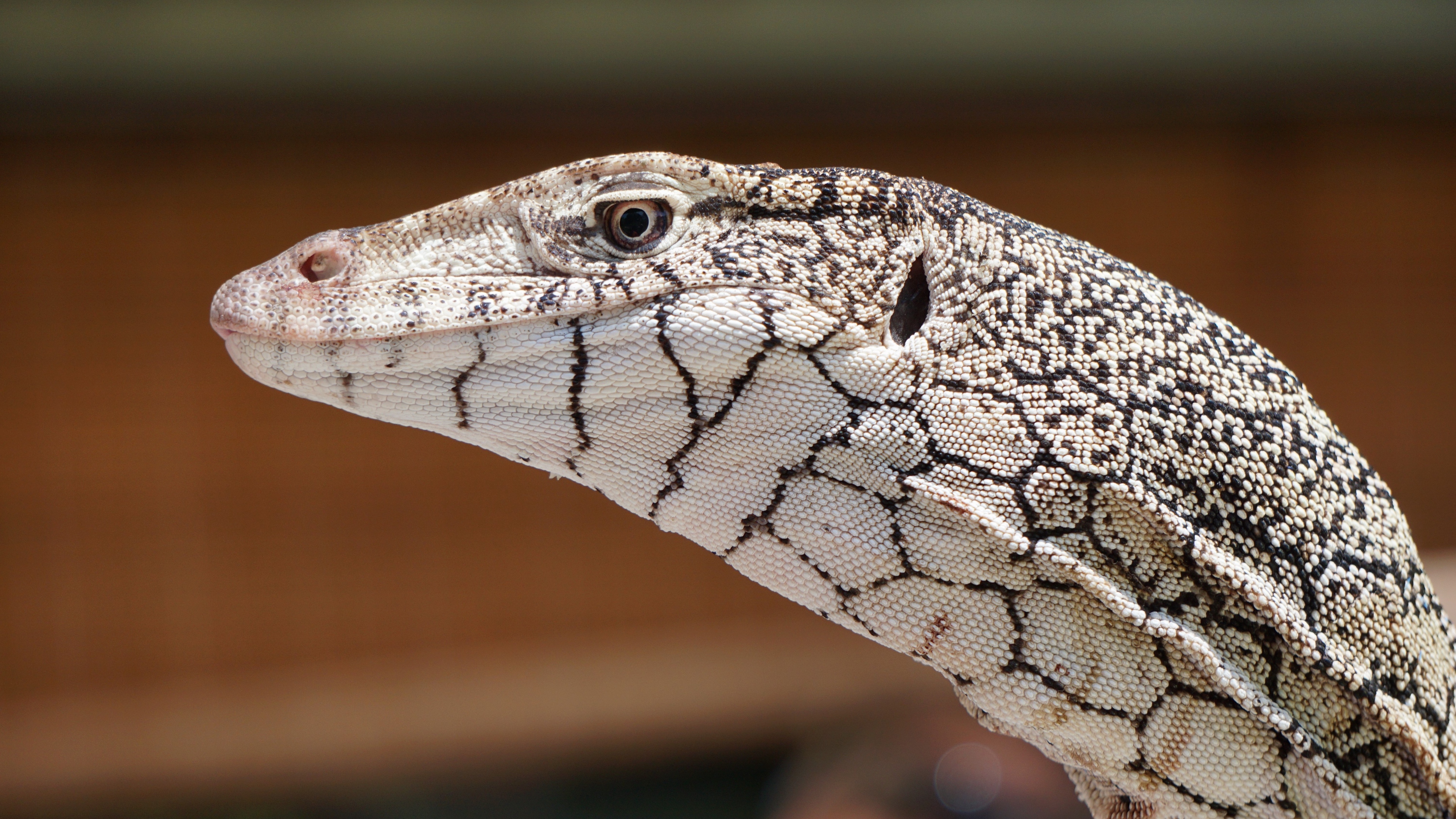 perentie lizard reptile 4k 1542242927