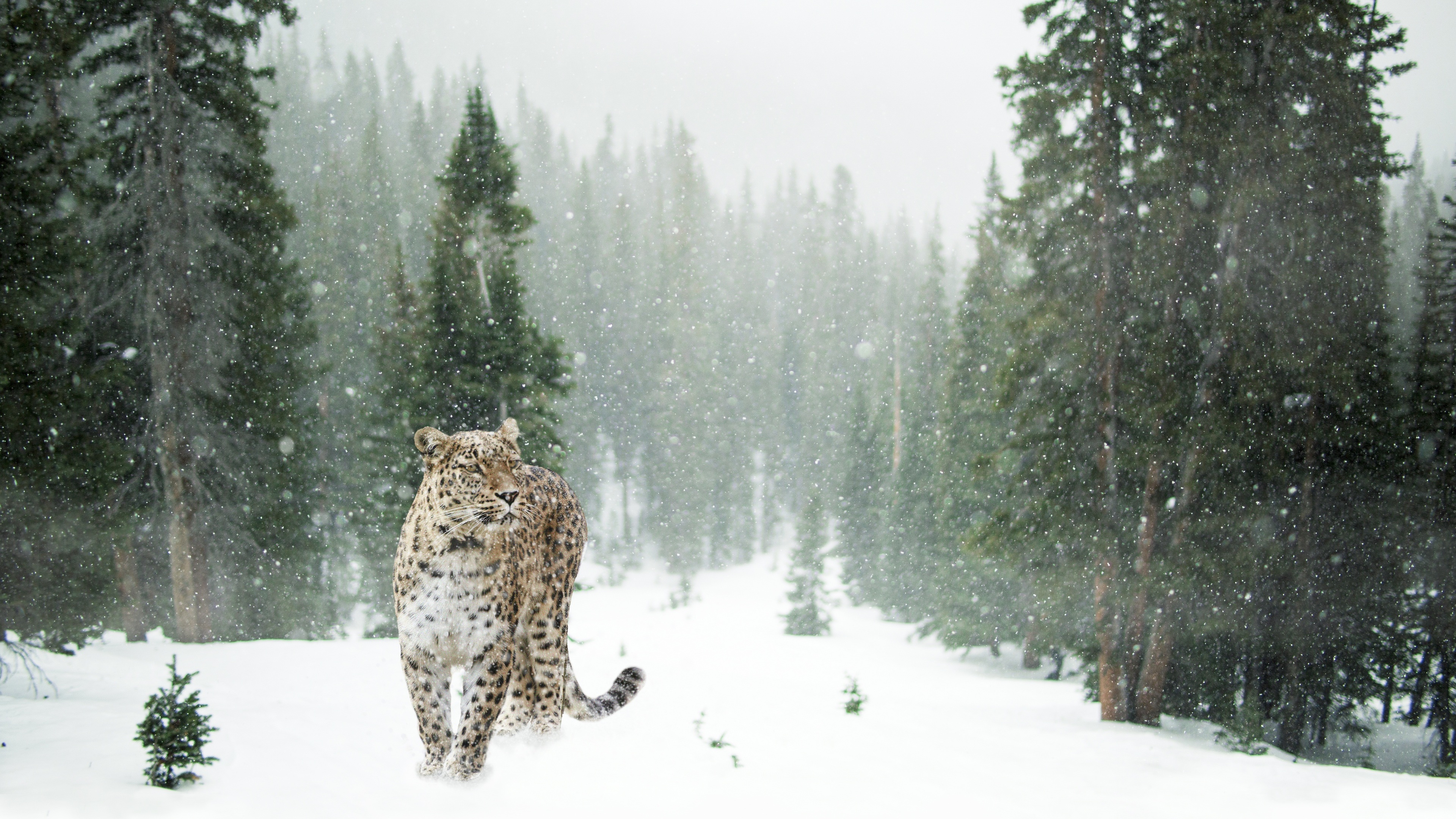 persian leopard in snow 4k 1542238879