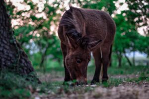 pony horse grass food 4k 1542241409