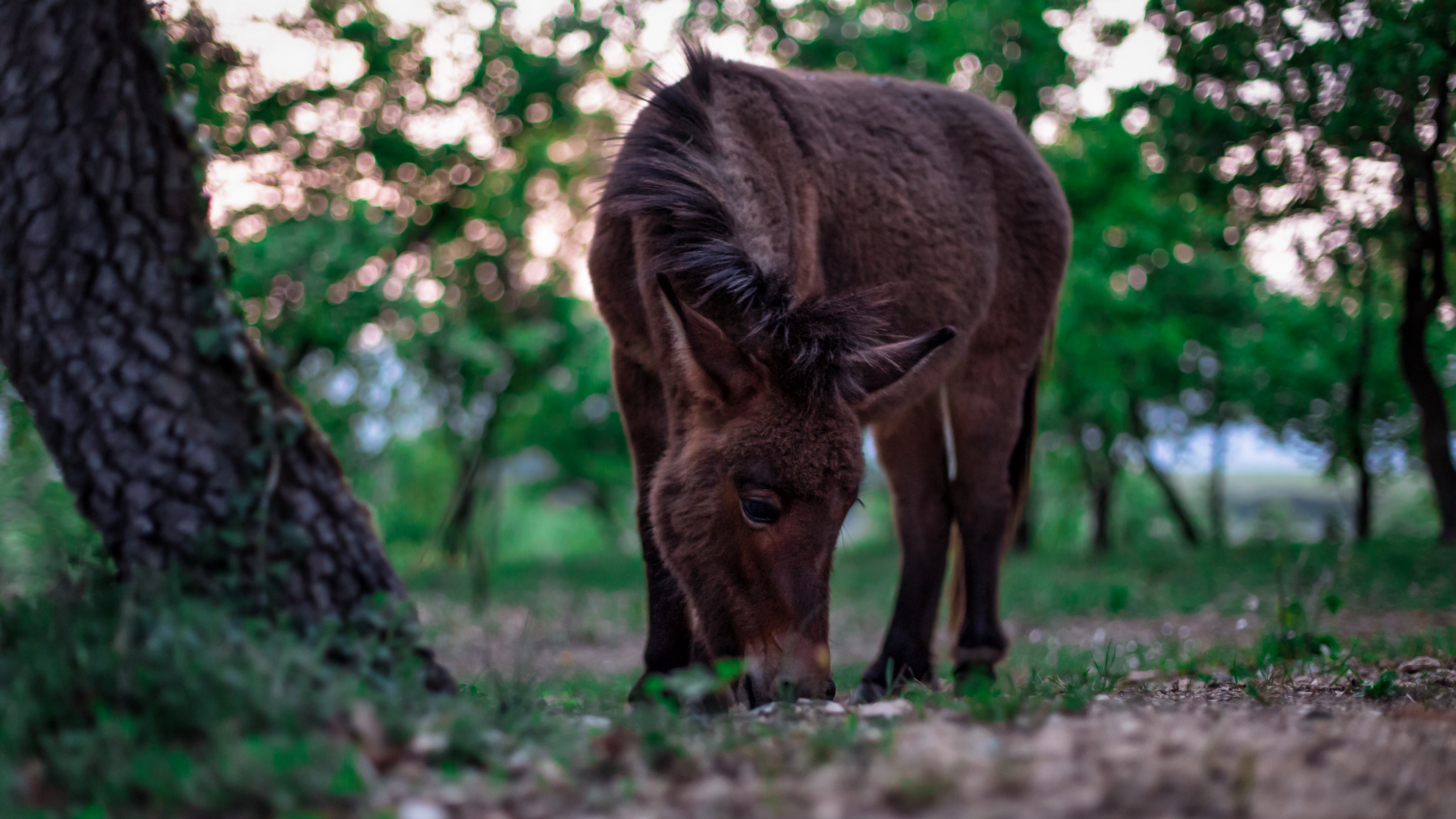 pony horse grass food 4k 1542241409