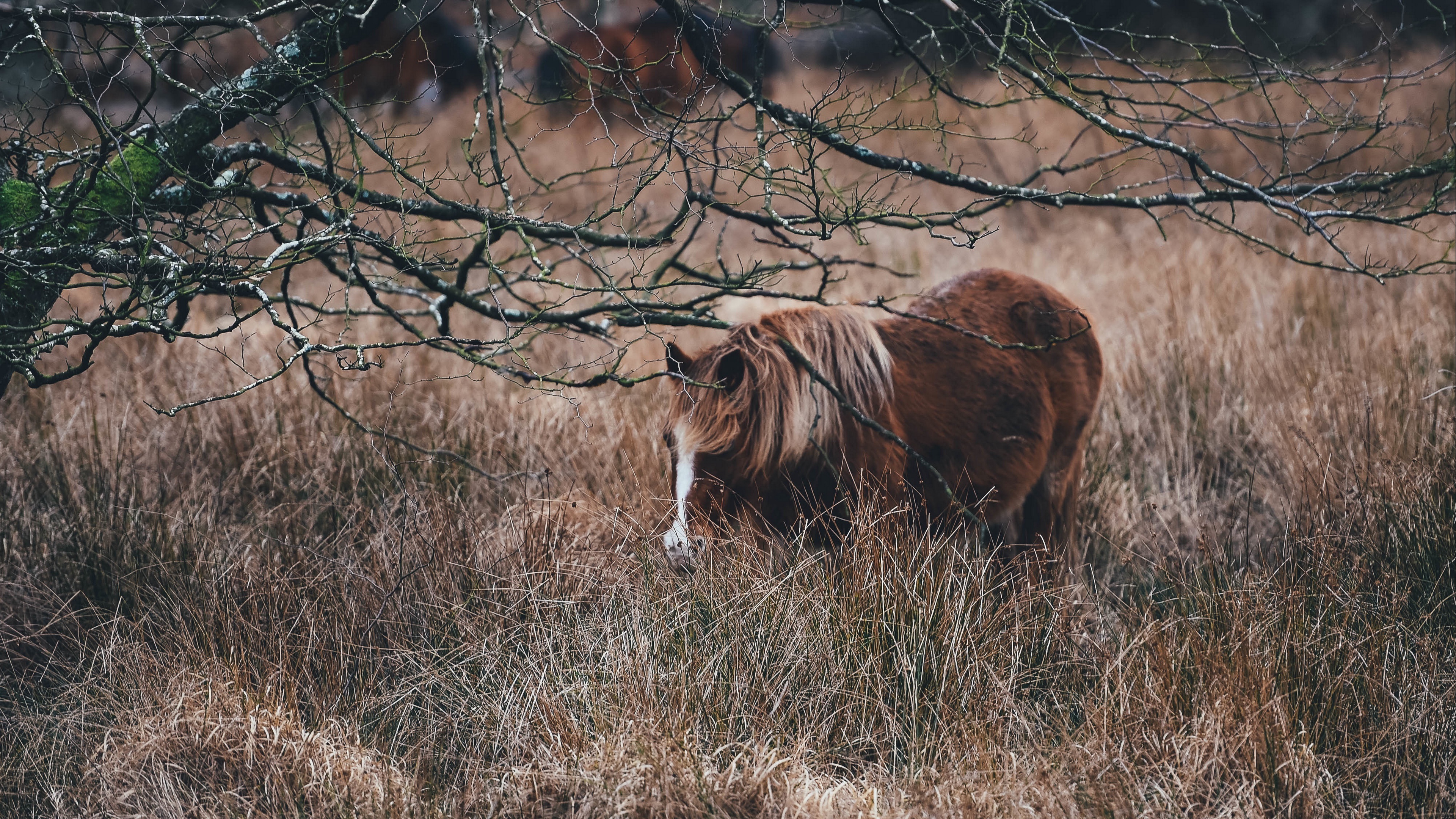 pony horse grass pasture 4k 1542241669