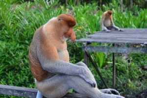 proboscis monkey monkey sitting 4k 1542241749