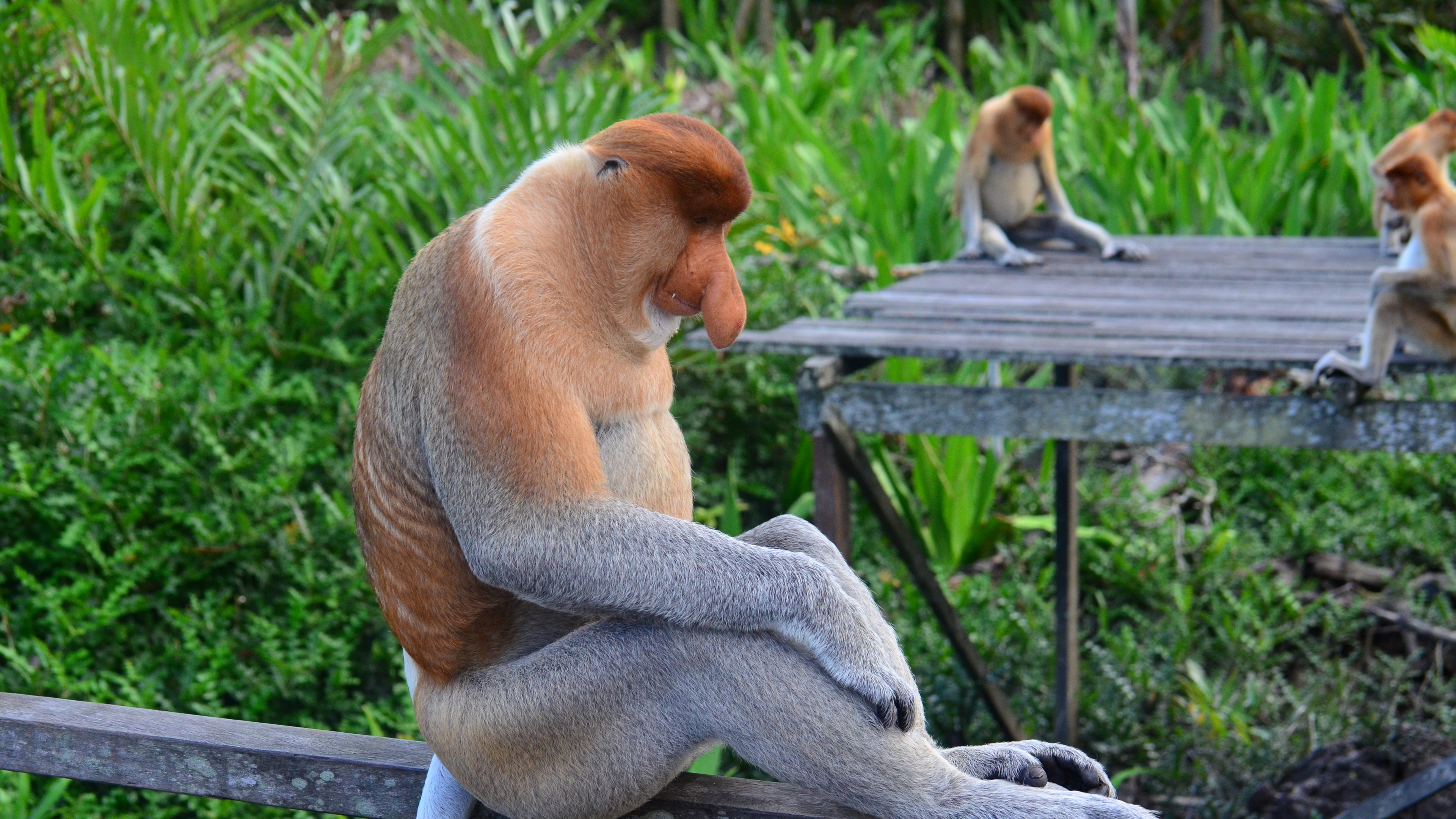 proboscis monkey monkey sitting 4k 1542241749