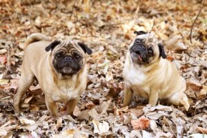 pug foliage dogs funny 4k 1542241381