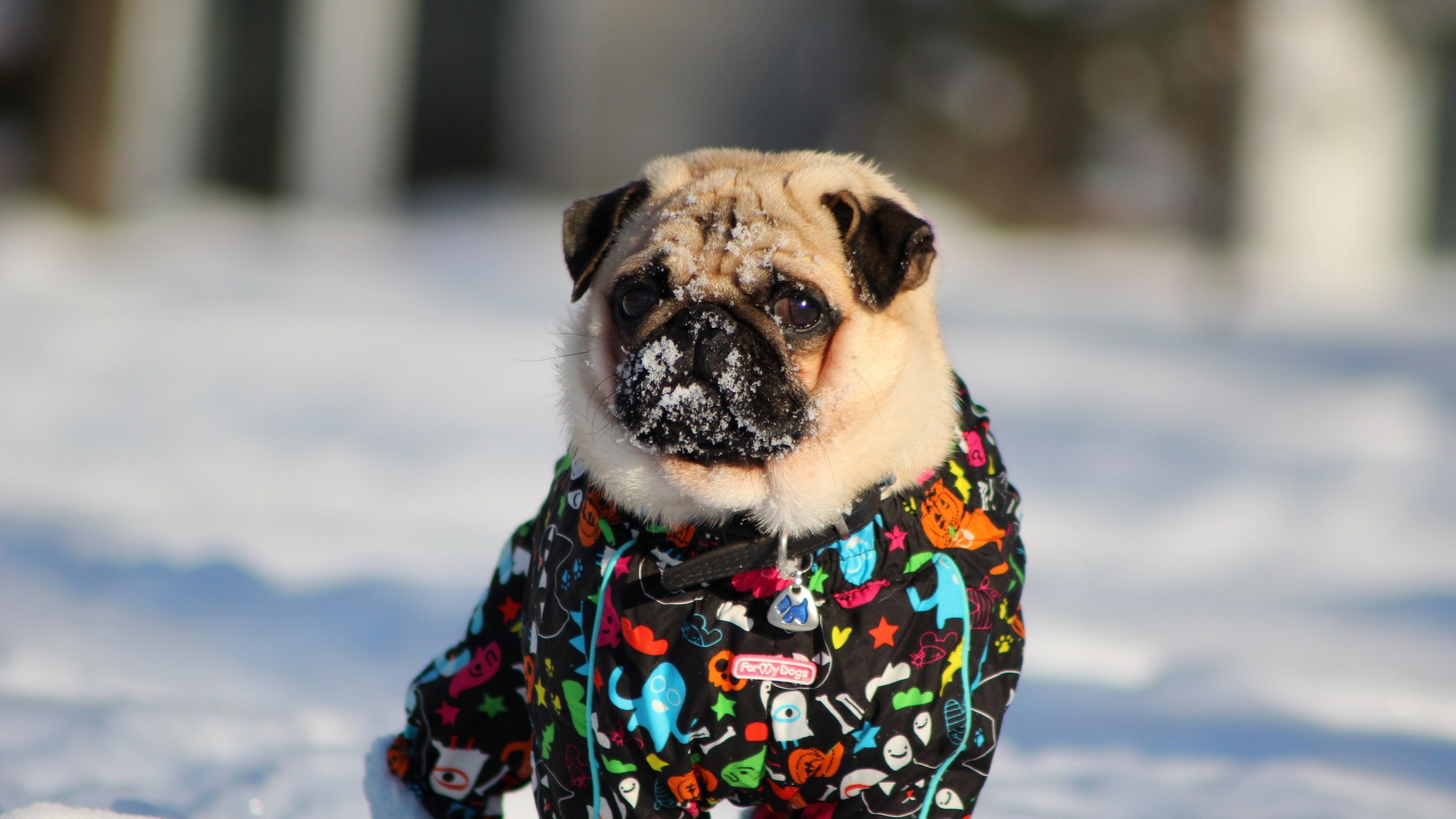 pug in snow 4k 1542237727