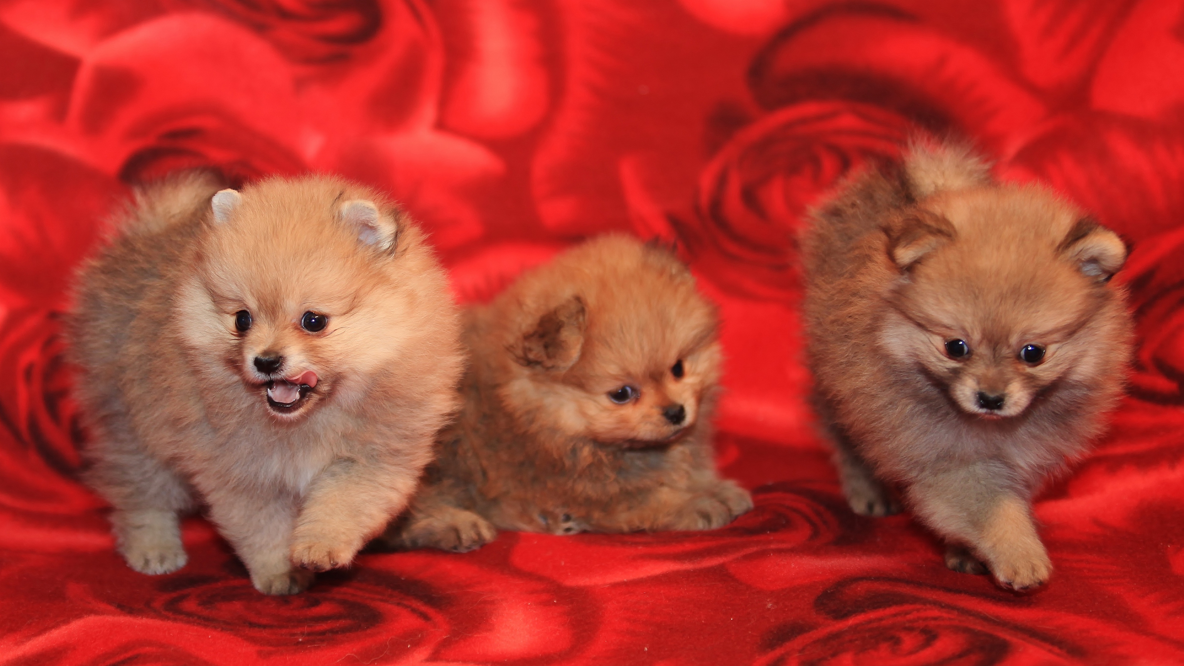 puppies dogs three playful 4k 1542241643