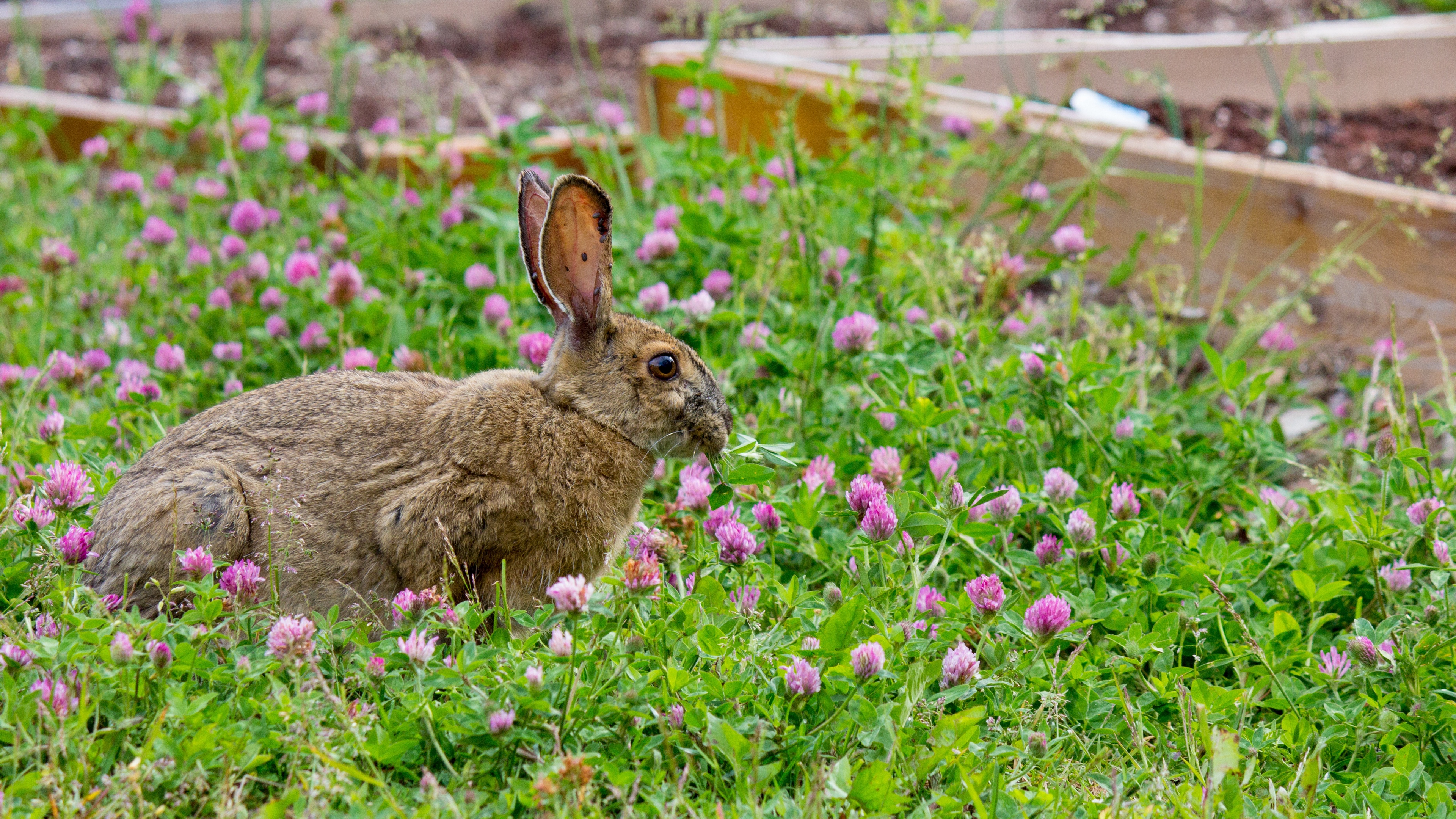 rabbit grass clover walk 4k 1542241412