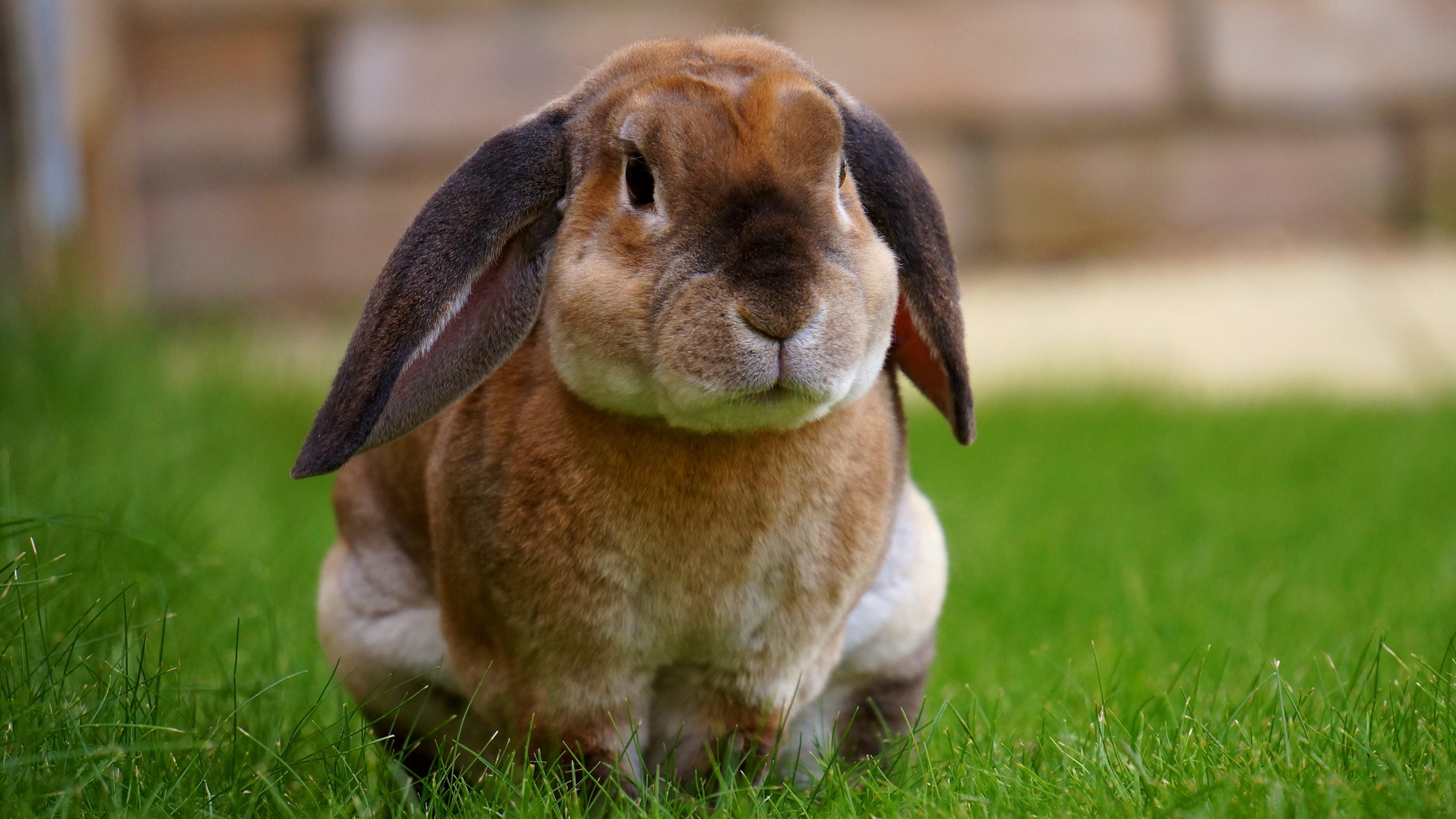 rabbit sitting grass cute 4k 1542241978