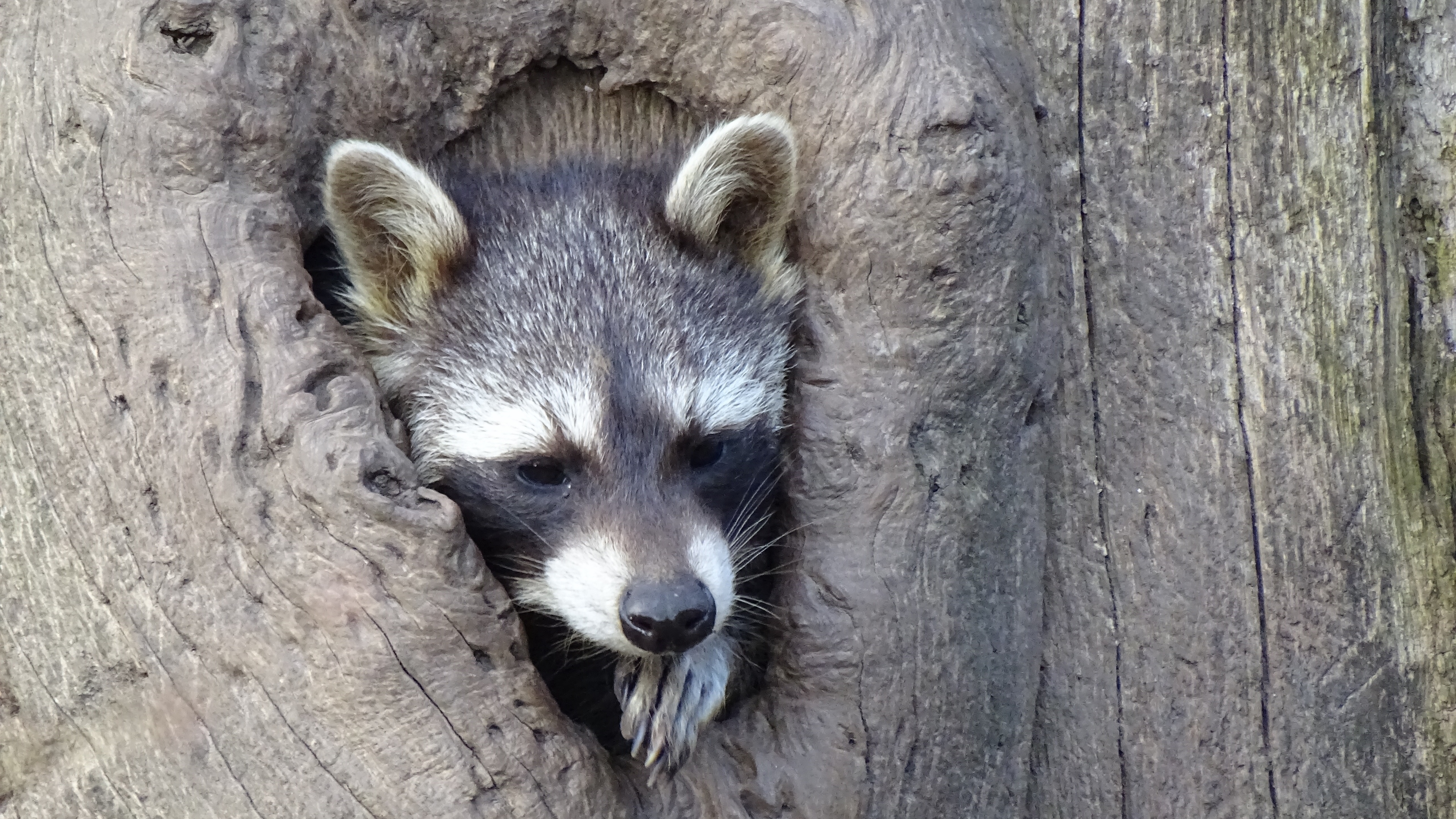 raccoon hollow tree face striped 4k 1542242427