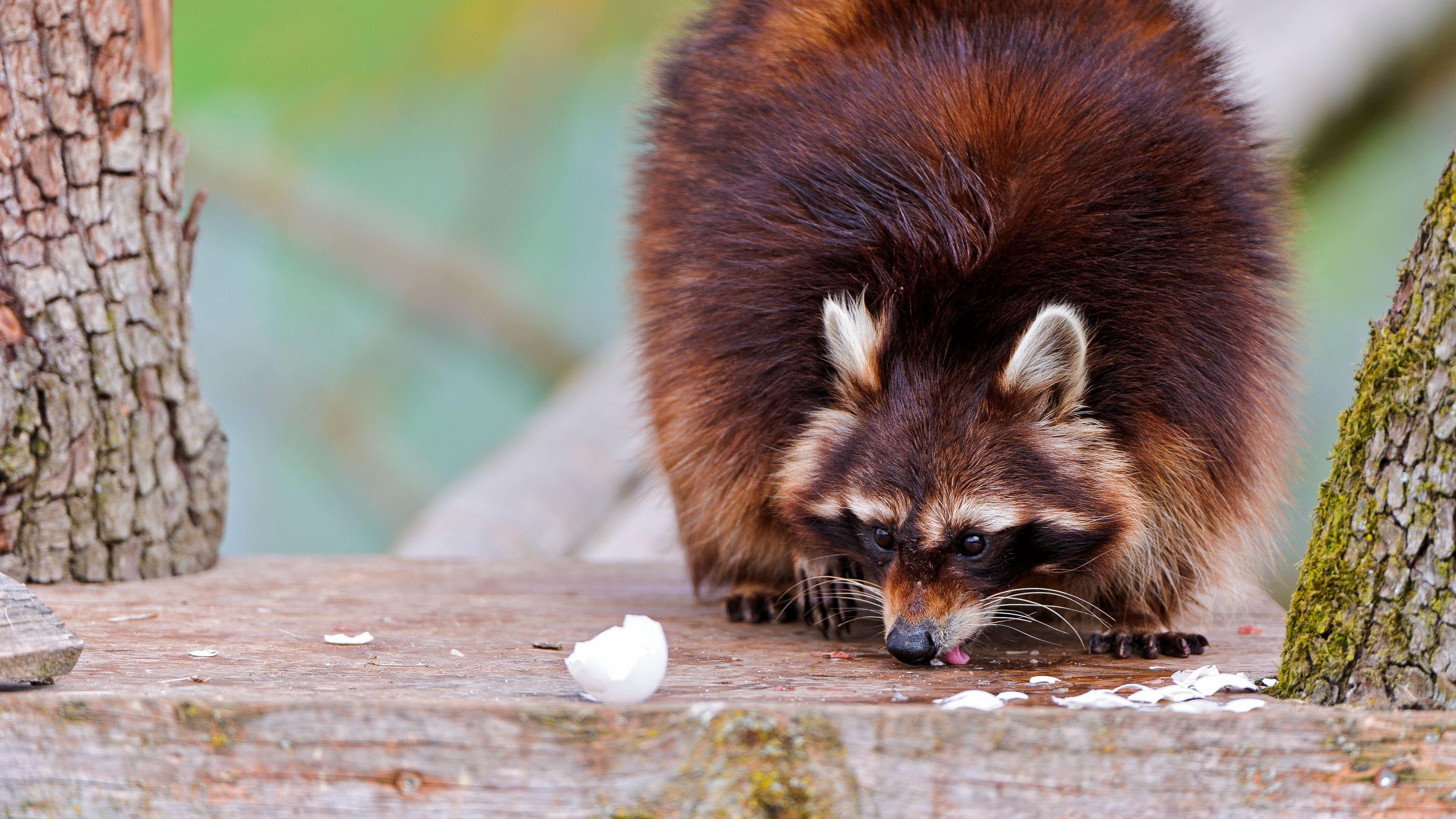 raccoons fluffy food climbing 4k 1542241740