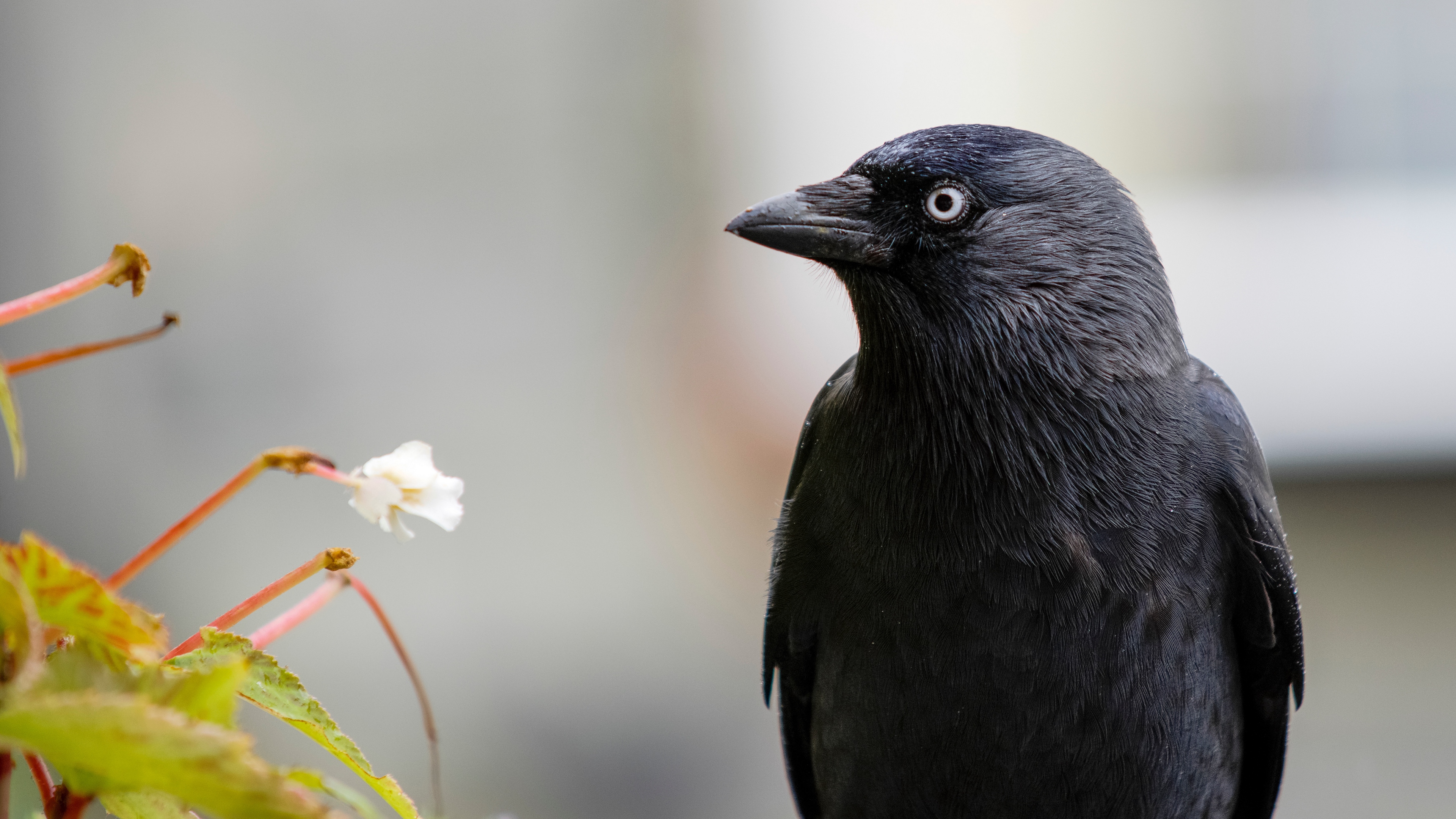 raven bird black 4k 1542242151