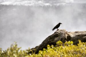 raven bird grass mountains 4k 1542241371