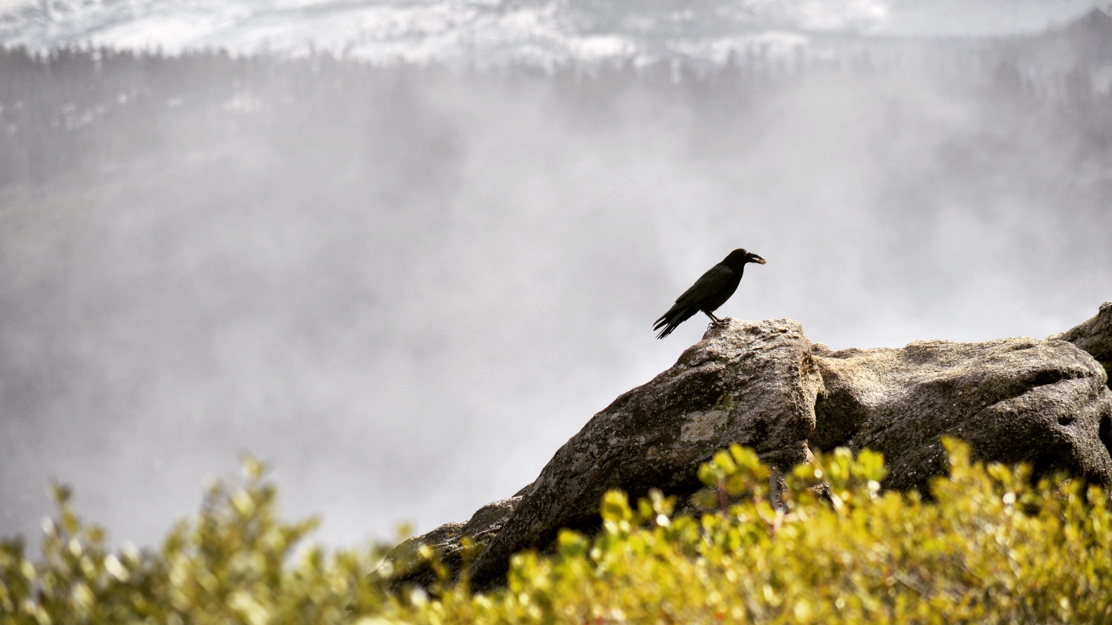 raven bird grass mountains 4k 1542241371