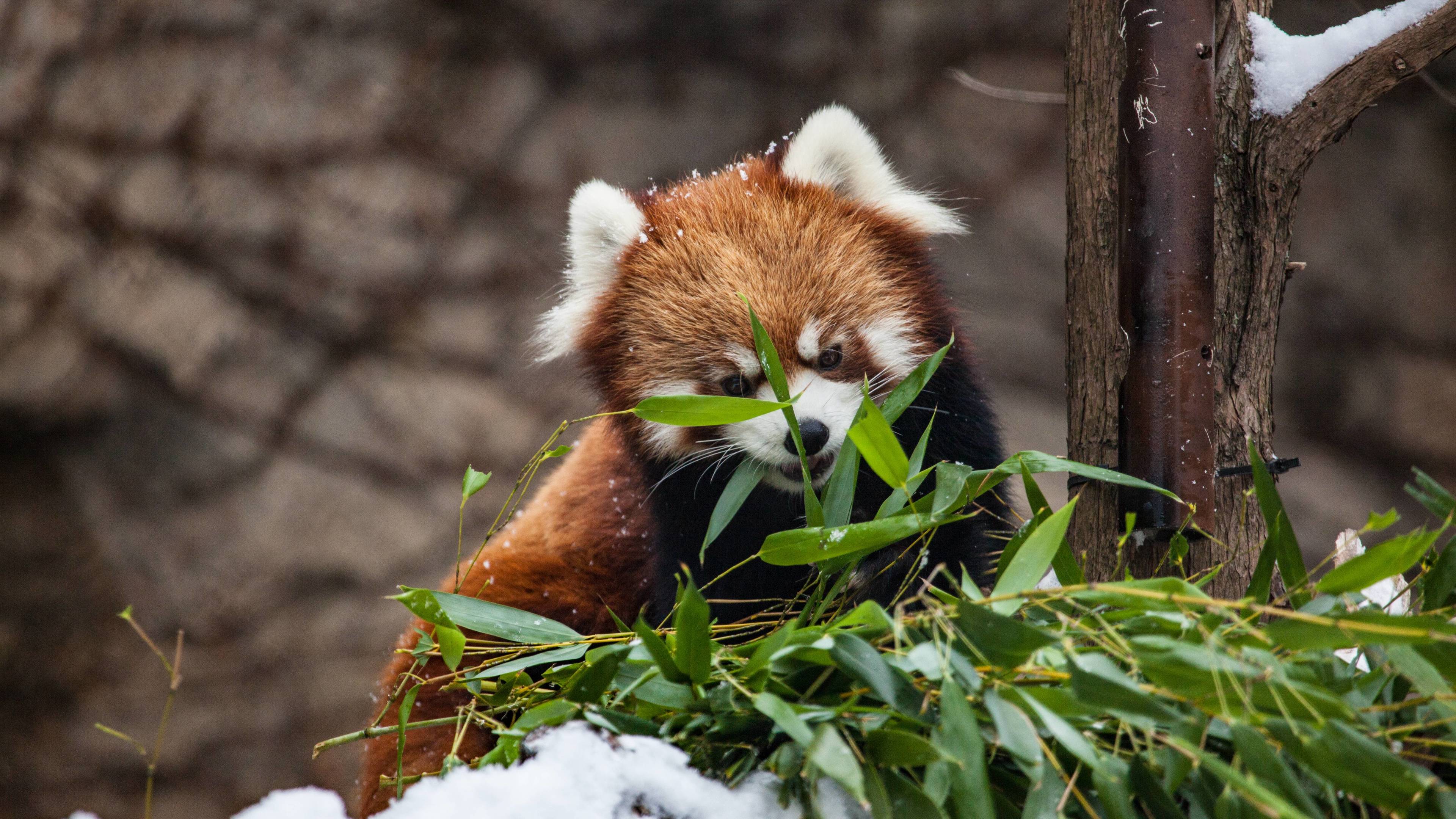 wallpaper 4k red panda 4k animals wallpapers panda wallpapers red wallpapers