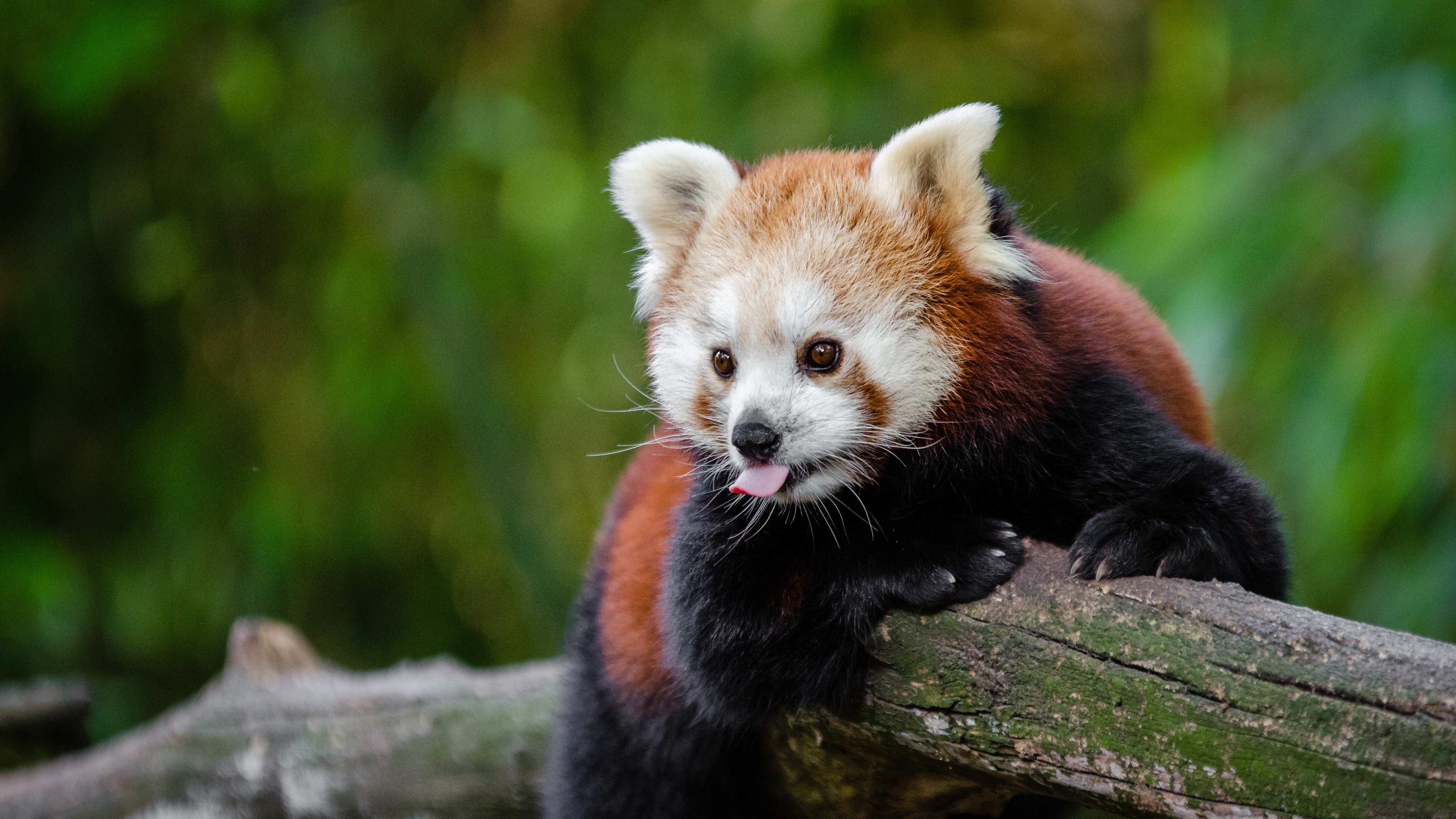 red panda panda tongue funny 4k 1542242496